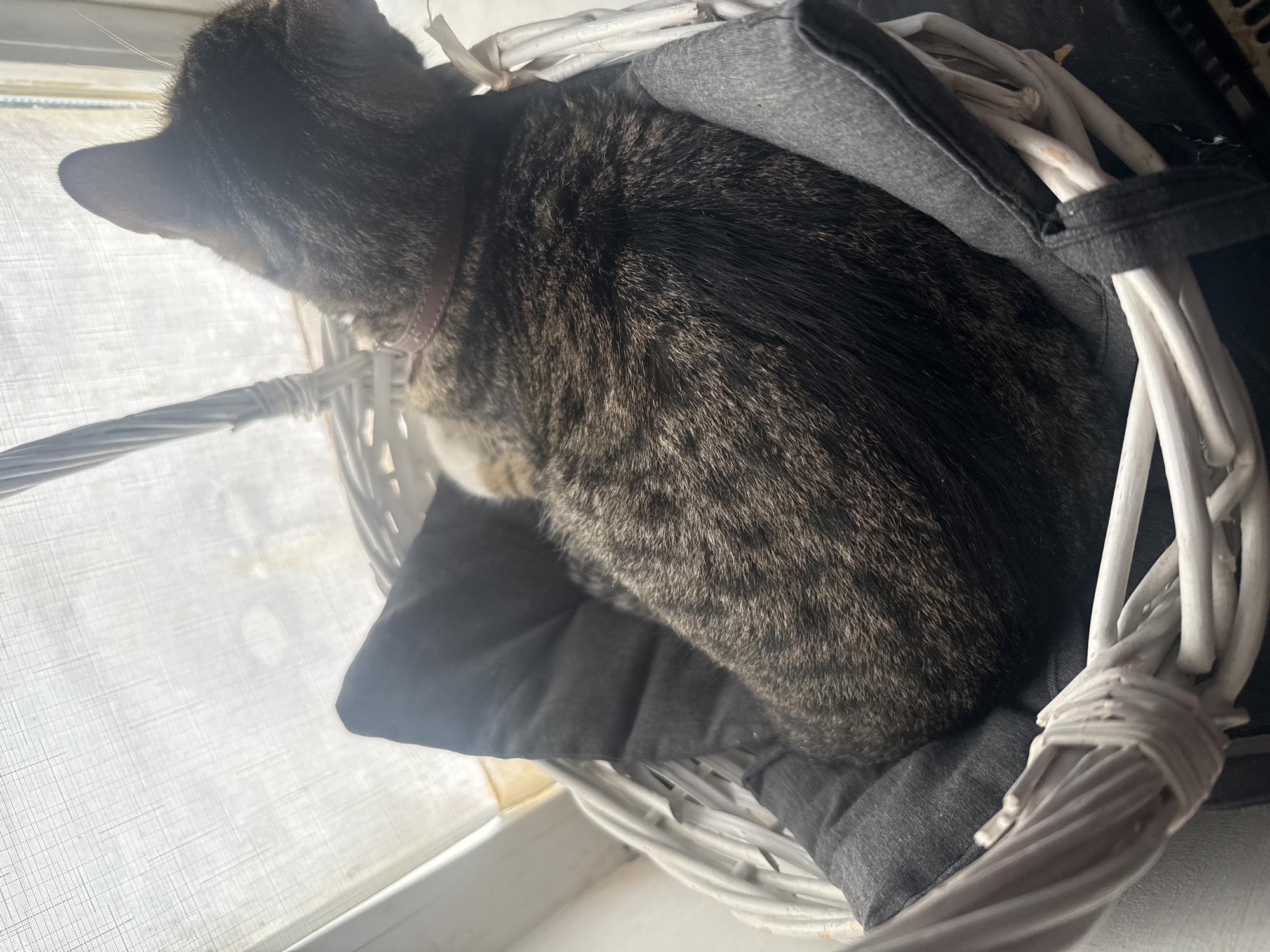 A tabby cat is resting in a white wicker basket lined with a dark gray cushion. The basket is positioned near a window with a sheer white curtain. The cat is viewed from behind, with its head turned to the right, looking out. A thin, light-colored collar is visible around its neck. The lighting suggests it is daytime, with sunlight filtering through the curtain. There is no information in the image to suggest a location in Simferopol, Ukraine.