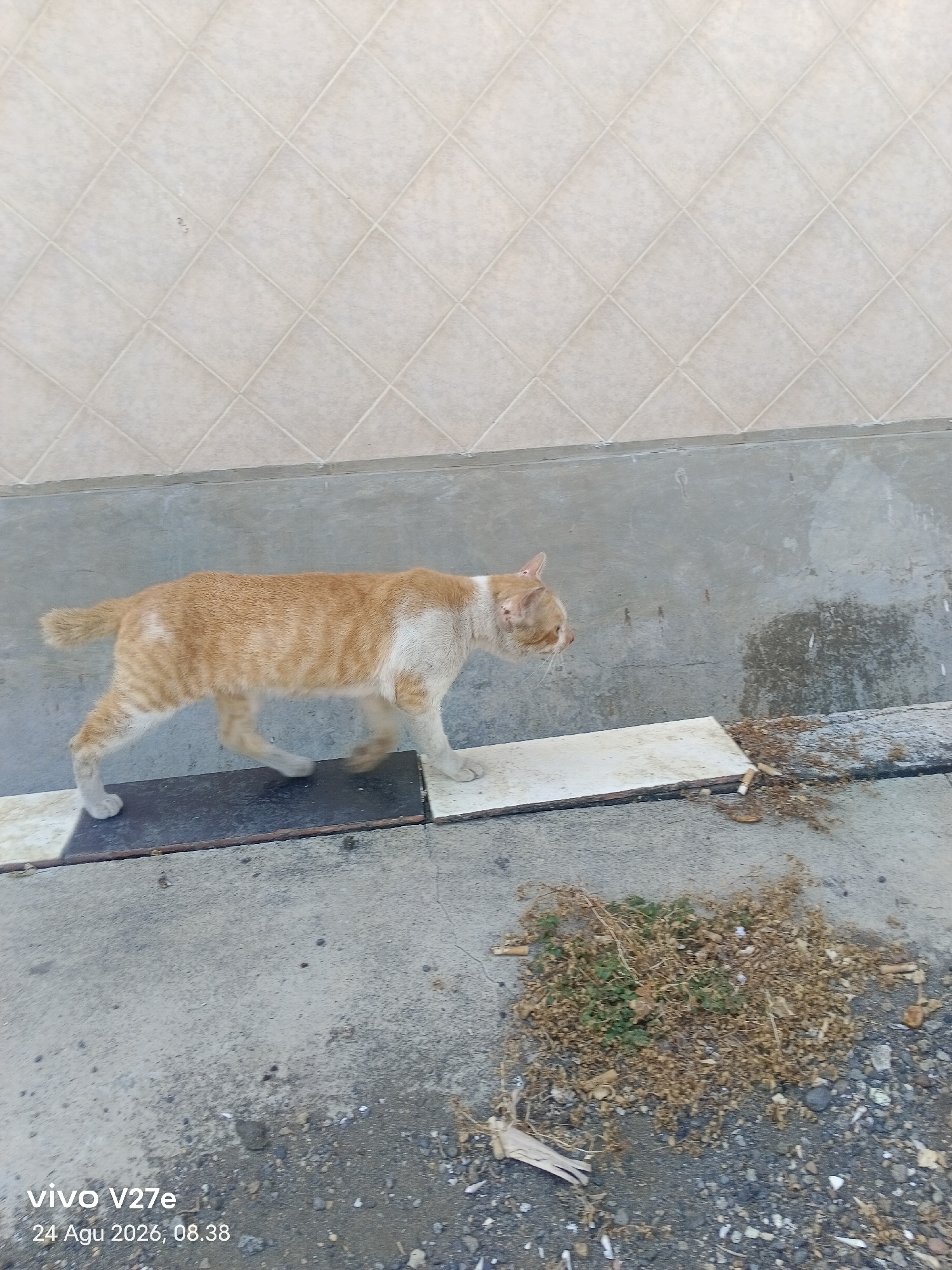 In an outdoor urban setting in Surabaya, Indonesia, an orange and white striped cat is captured in motion, walking along a tiled surface that transitions to concrete. The cat's fur is short, and its tail is held high. The background features a wall with a diamond-patterned tile design. In the foreground, the concrete ground is littered with debris, including dried leaves and what appear to be cigarette butts. A portion of a smartphone displaying "vivo V27e 24 Agu 2026, 08.38" is visible in the lower left corner of the image.
