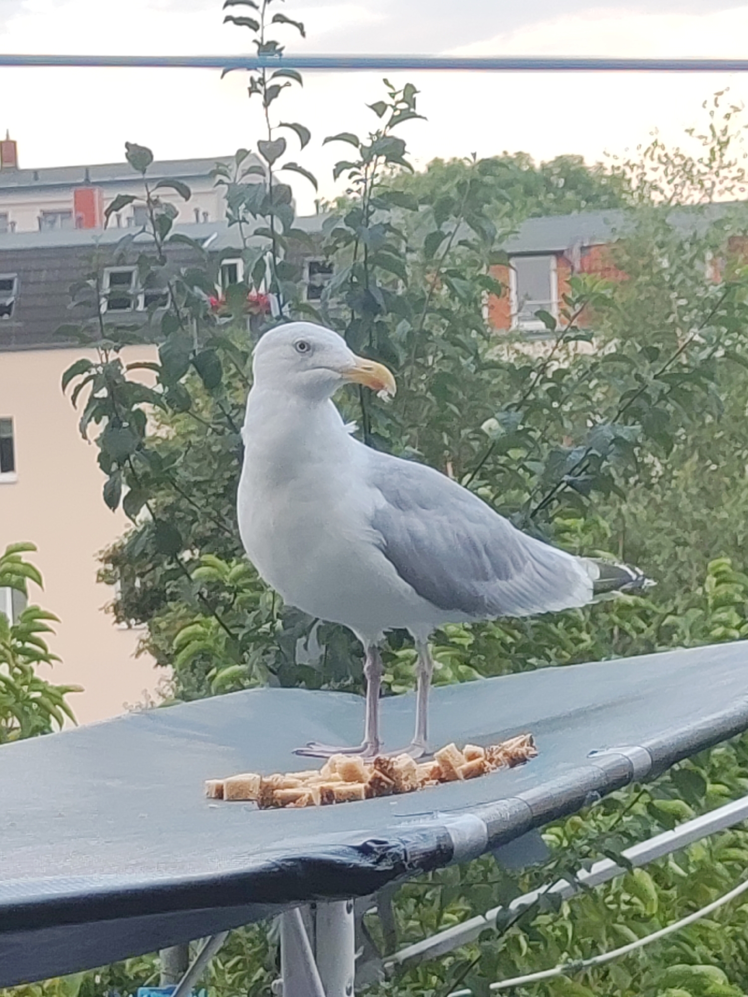 A seagull stands on a blue tarp with pieces of bread in front of it. The bird is facing to the right with its beak open, appearing to be eating the bread. In the background, there are trees and buildings, suggesting an urban or suburban environment. The image appears to have been taken outdoors, possibly on a balcony or rooftop. There are no people visible in the image. The scene is likely located in the city of Schwerin, Germany, given the context of the request.
