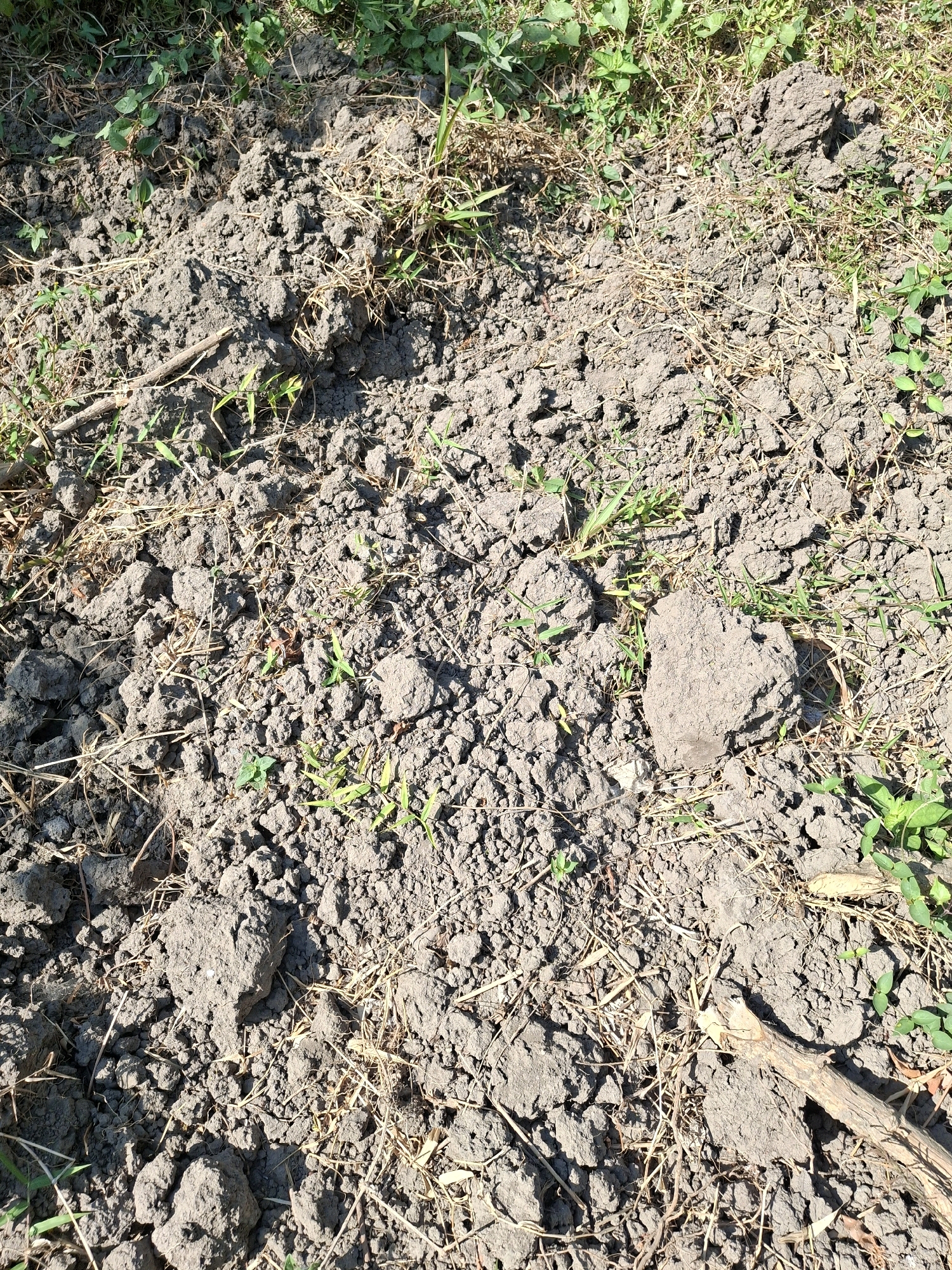 This is a close-up, overhead shot of dry, cracked soil in Denok, Indonesia. Small green sprouts of grass and weeds are emerging from the soil, interspersed with dry straw and twigs. The ground is uneven, with clods of earth and shadows cast by unseen objects. The overall impression is one of parched, untended earth.
