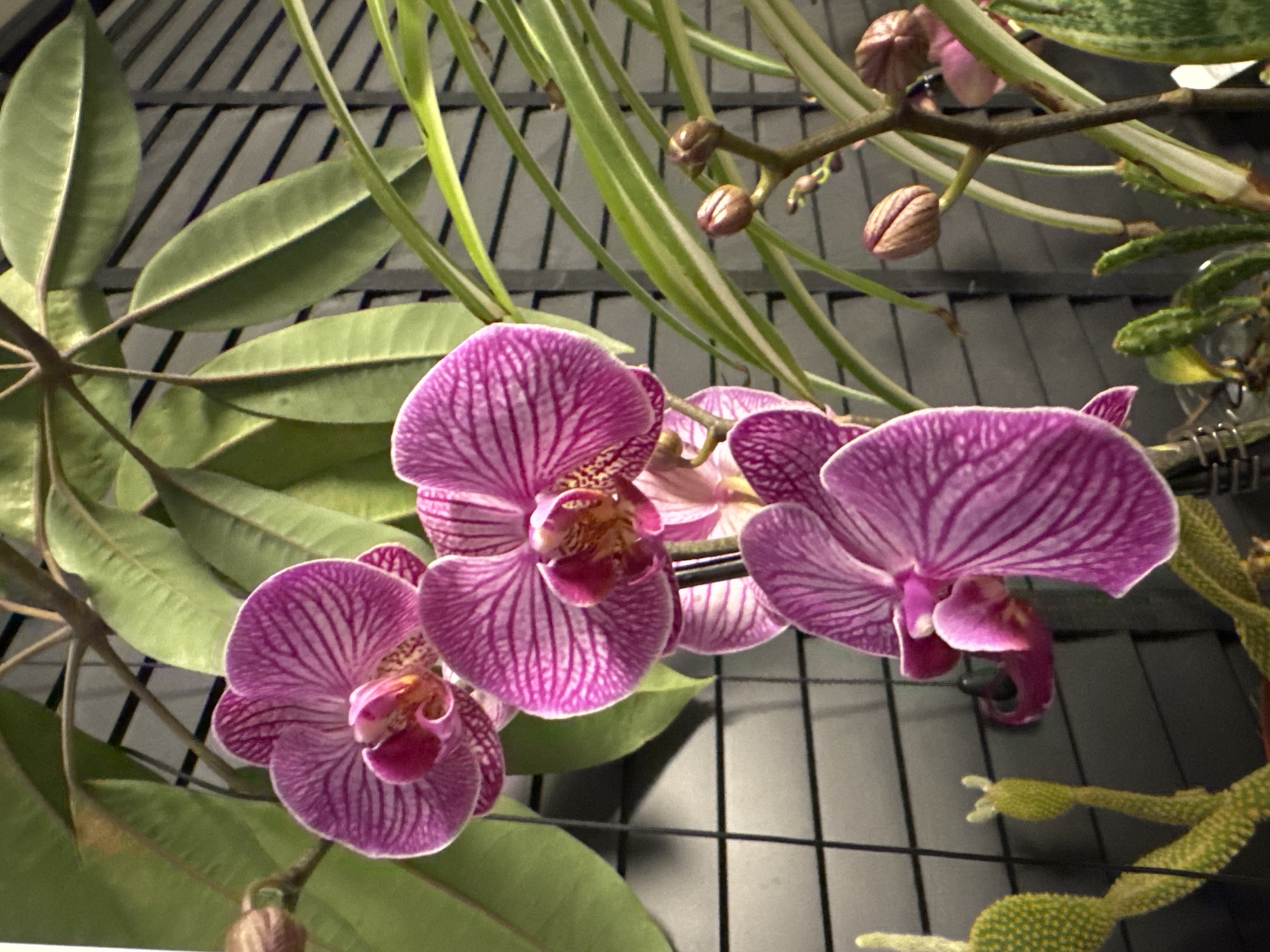 In Hallum, Netherlands, a close-up, vertical, eye-level shot captures a cluster of vibrant pink orchids in bloom. The flowers, with their delicate white stripes, are the primary subject, arranged on a dark grid-like background. To the left, a spiky green cactus is visible, and to the right, long, thin green leaves of another plant, possibly a spider plant, weave through the frame. The overall scene is of indoor plants, likely within a home or a greenhouse, given the controlled environment implied by the grid and artificial lighting.