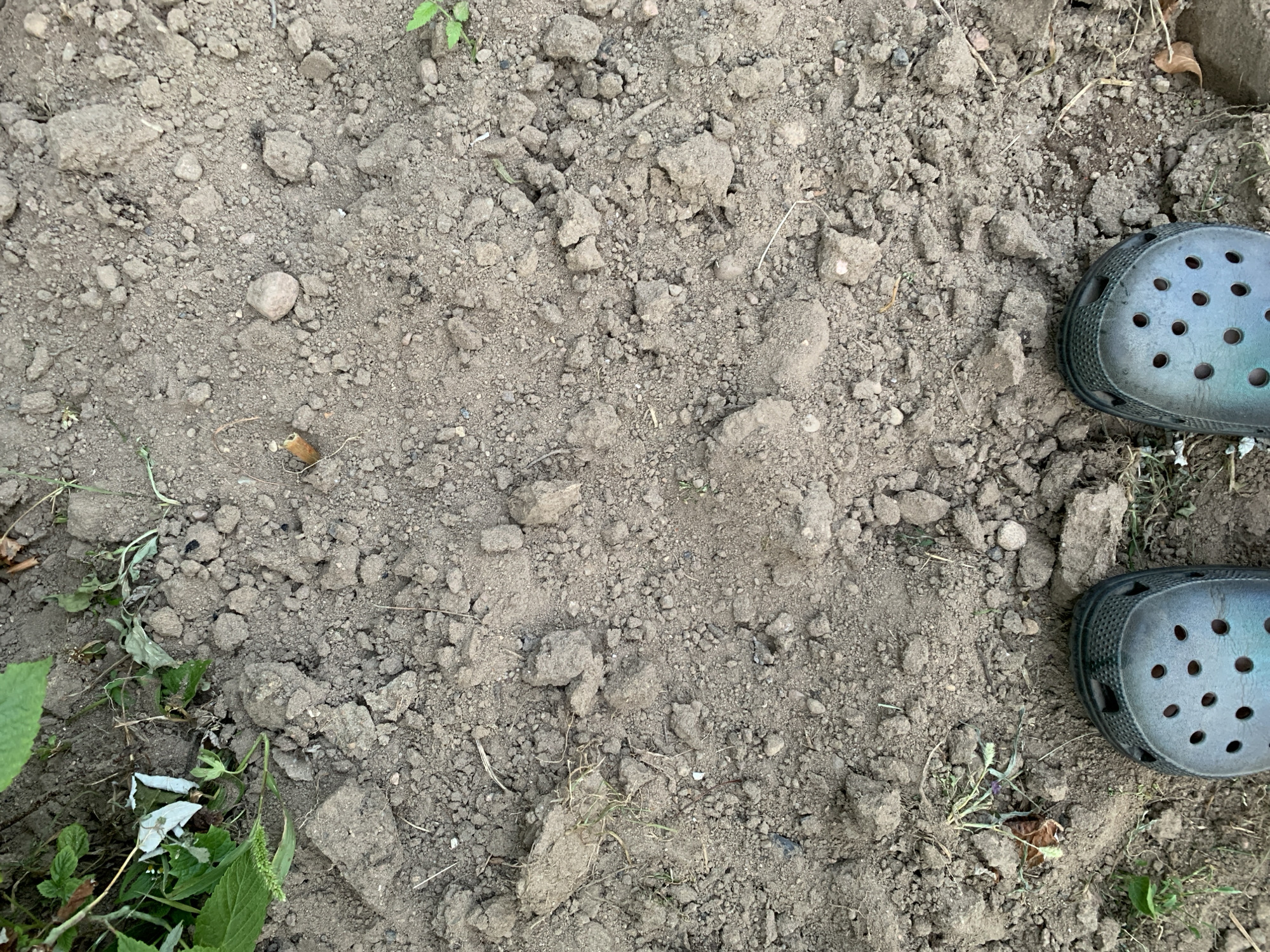 The image shows a top-down view of a person's feet wearing dark green Crocs standing on dry, dusty soil. The ground is uneven, with scattered pebbles and clumps of dirt. Some green foliage is visible in the upper left and lower left corners, along with a dried leaf in the lower left. The scene appears to be outdoors, likely in a rural or garden setting within Капцёўскі сельскі Савет, Belarus. There is no evidence of any activity or interaction.