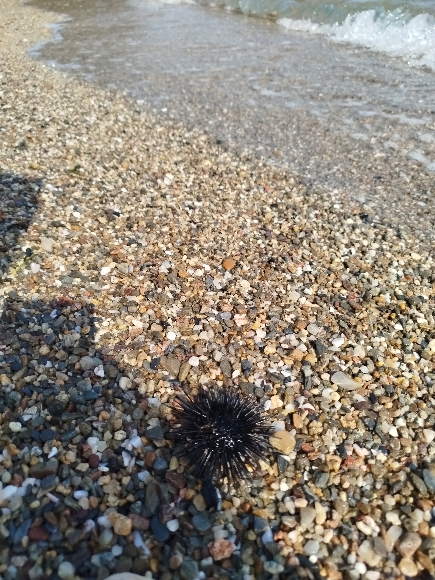 A black sea urchin is resting on a beach composed of small pebbles and sand. The water's edge is visible in the background, with gentle waves lapping the shore. The lighting suggests it is daytime. The location is Sithonia Municipal Unit, Greece.