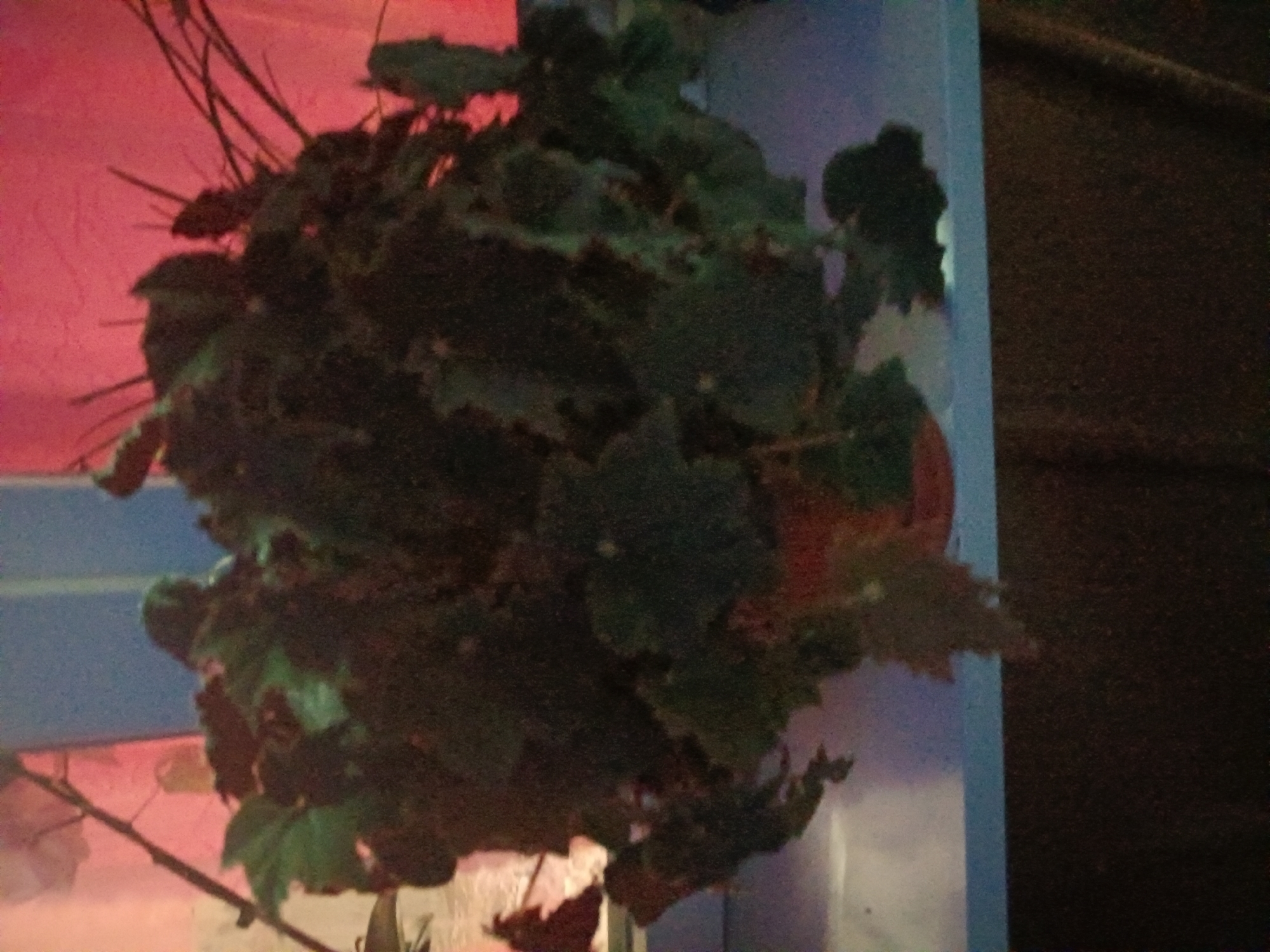 A potted plant with dark green leaves sits on a blue surface. The background is blurry and appears to be a pink wall. The plant is dense and leafy, with some of its leaves drooping downwards. The pot is a reddish-brown color. There is a thin, dark branch extending from behind the plant towards the upper left corner of the image. The image is dark and slightly grainy.