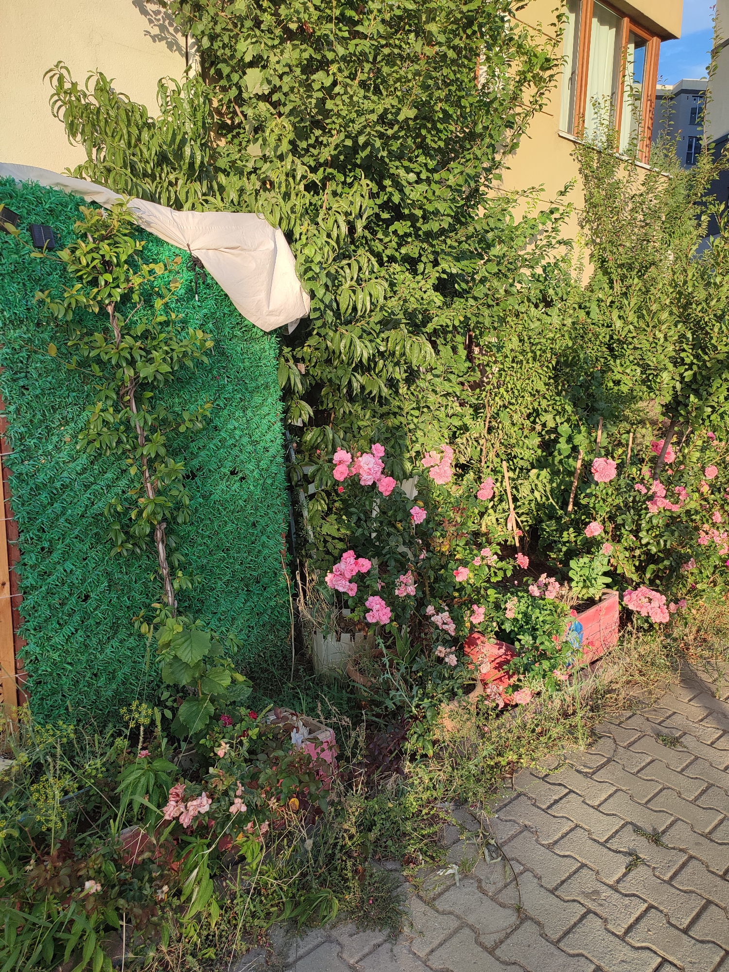 This is a photograph taken in Pendik, Turkey, depicting a small garden area adjacent to a building. A green mesh fence, partially covered by a light-colored tarp, forms a backdrop. Several plants, including rose bushes with pink blossoms, are growing in pots and directly in the ground. The garden is situated next to a paved walkway, suggesting an urban or suburban setting. The building appears to be multi-story, with windows visible. The scene is illuminated by natural sunlight, casting shadows. There are no people or animals present in the image.