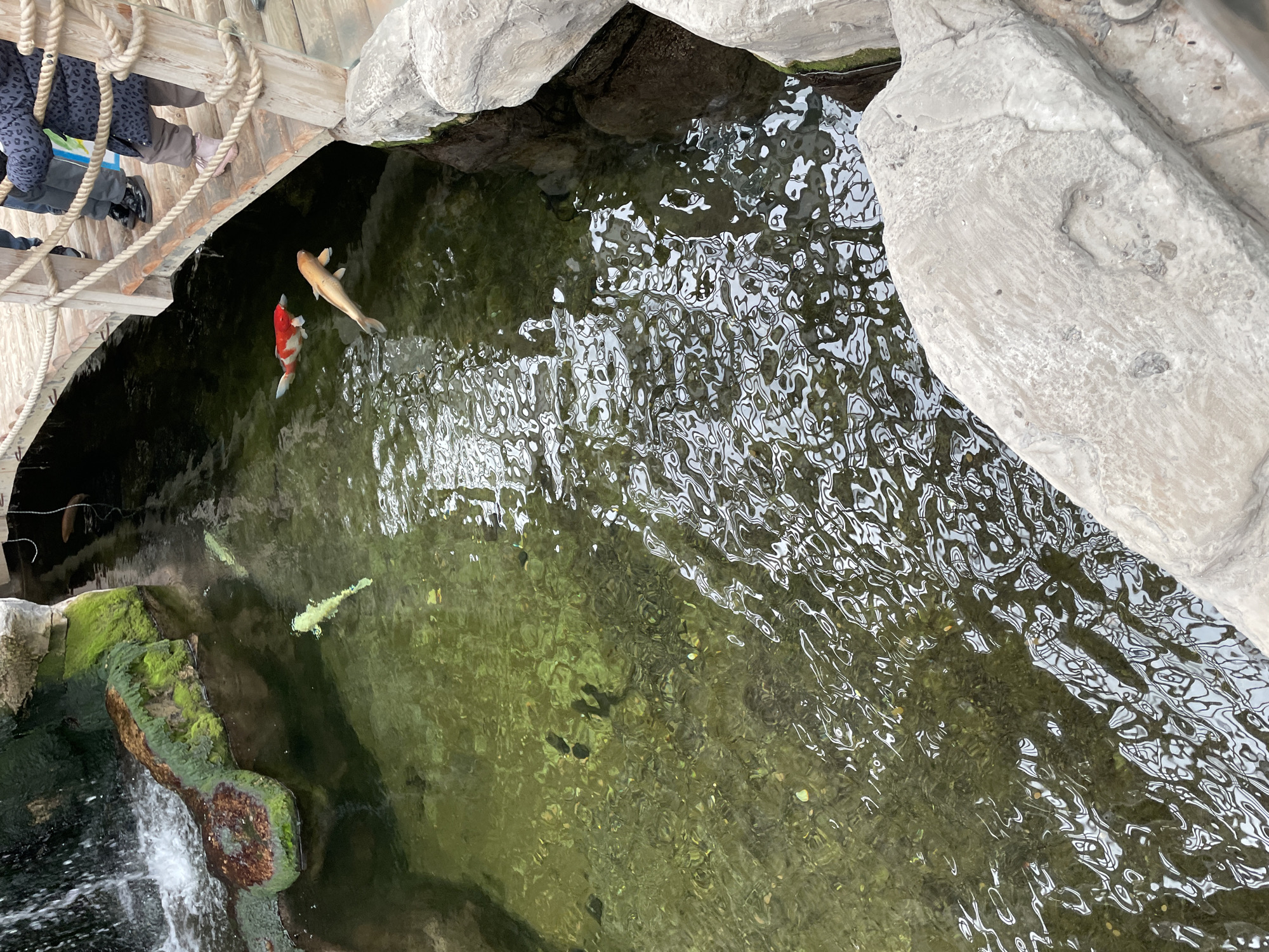 This overhead image shows a vibrant water feature, likely an indoor pond or aquarium exhibit, situated in Minsk, Belarus. The scene is dominated by clear, greenish water inhabited by several colorful koi fish, surrounded by natural-looking rocks and a wooden structure.
In the upper left, a segment of a rustic wooden bridge with thick rope railings is visible, from which the lower legs and feet of one or more people, dressed in casual clothing, are seen looking down into the water.
The water itself is largely transparent, revealing the pond's bottom in places, but also features significant reflections and ripples across its surface, especially in the right half of the frame. Two prominent koi fish, a strikingly red and white patterned one and a larger golden-orange one, swim together near the bridge. Further down and to the left, a lighter, almost pale green or yellow koi is also visible. Other darker fish can be discerned deeper within the water's shadows.
The edges of the pond are lined with large, irregular light-grey rocks. On the lower left, these rocks form a small, tiered waterfall structure, heavily covered in vibrant green moss, where water cascades down. The overall lighting appears diffused, suggesting an indoor setting or an overcast day if outdoors. There is no visible text in the image.