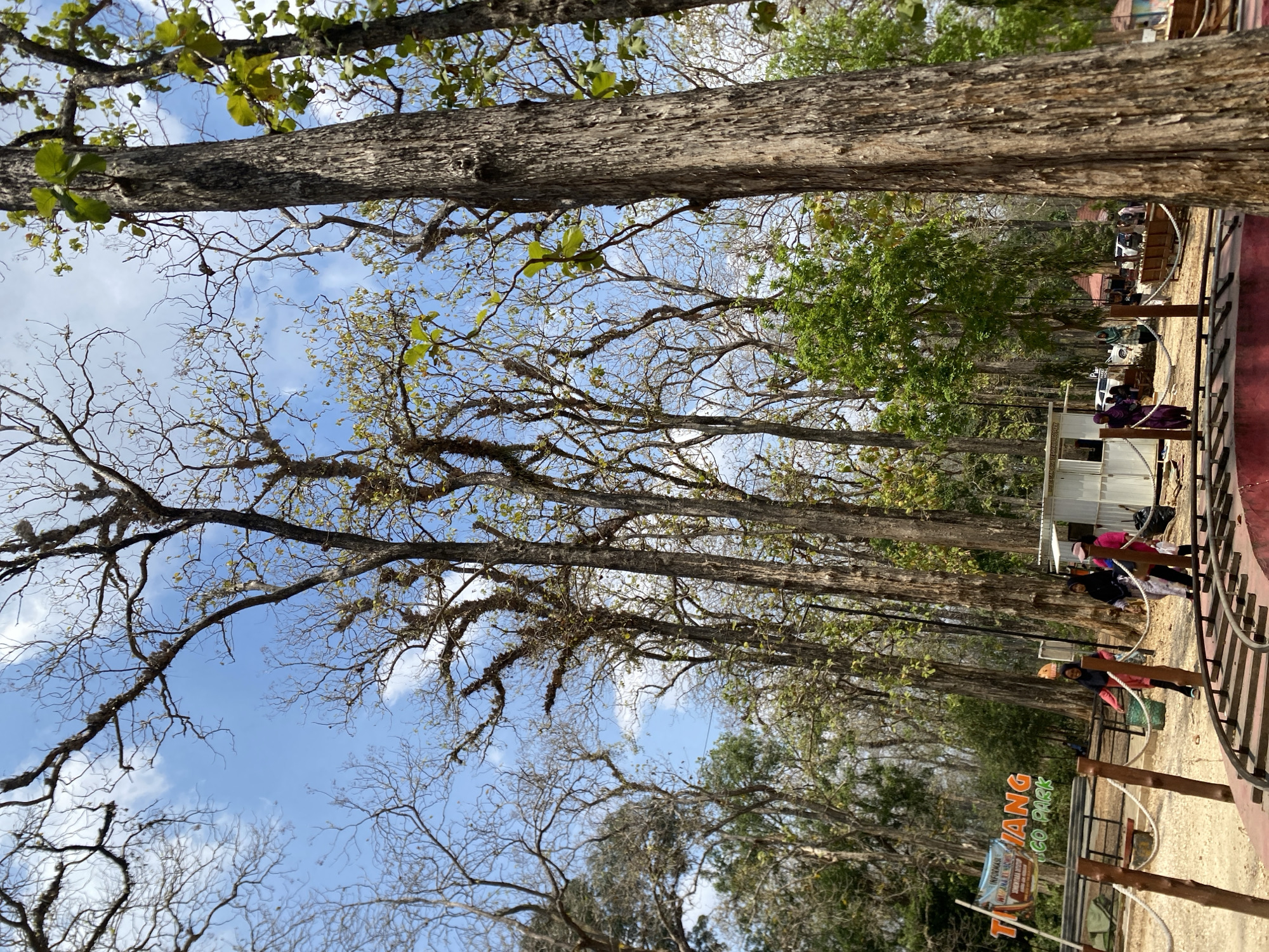 This image captures a view of the Tangerang Eco Park in Ketileng, Indonesia, on a bright, sunny day. The scene is dominated by tall, mature trees with intricate branches, some of which appear bare or sparsely leaved, interspersed with trees showing lush green foliage. The sky above is a vibrant blue with scattered white clouds.
In the foreground, a red track, possibly part of a ride or pathway, curves into view. A simple wooden fence with rope railings delineates an area with a sandy ground. To the left, a sign reads "TANGERANG ECO PARK," accompanied by Indonesian text.
Several people are present in the middle ground. Three women are walking near a small white building, one carrying a green basket. Others are visible in the background, including people sitting on benches and near parked vehicles. The overall environment suggests a recreational area within a natural setting, characterized by a mix of dry and vibrant vegetation, under a clear sky.