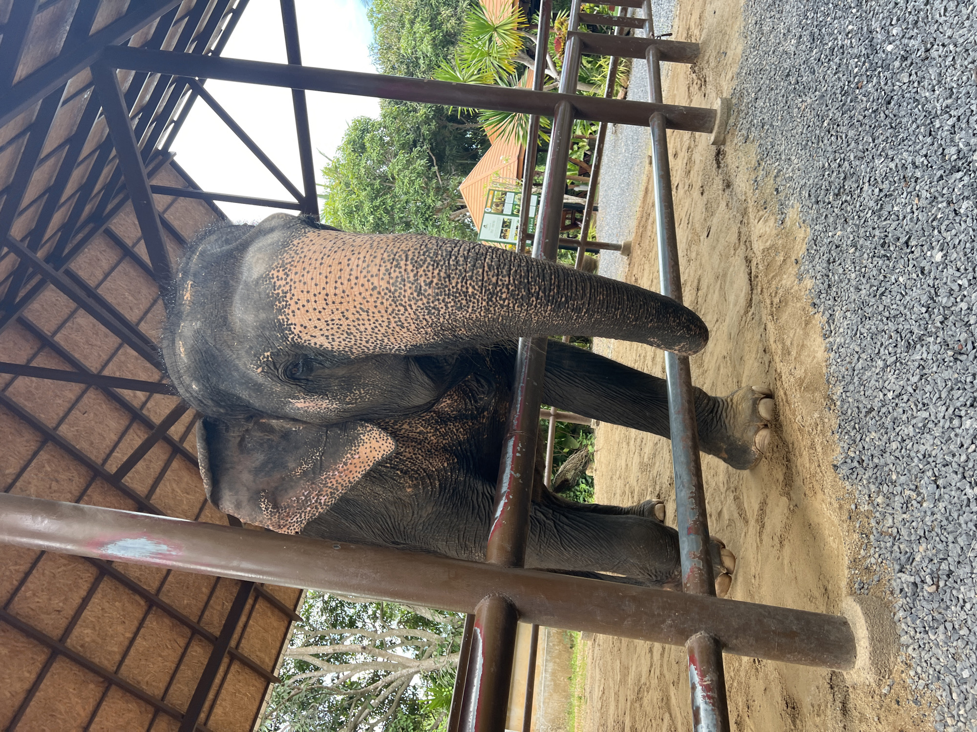 An elephant stands inside a covered enclosure with a gravelly ground and sandy areas. The enclosure has a brown roof supported by brown metal poles and beams. The elephant is dark gray with pinkish patches and black spots on its face and ears. It is facing forward and slightly to the right, with its trunk hanging down. There are horizontal metal bars in front of the elephant, forming a barrier. In the background, there are trees, tropical plants, and structures with orange roofs. The location is identified as Baan Thurian, Thailand.