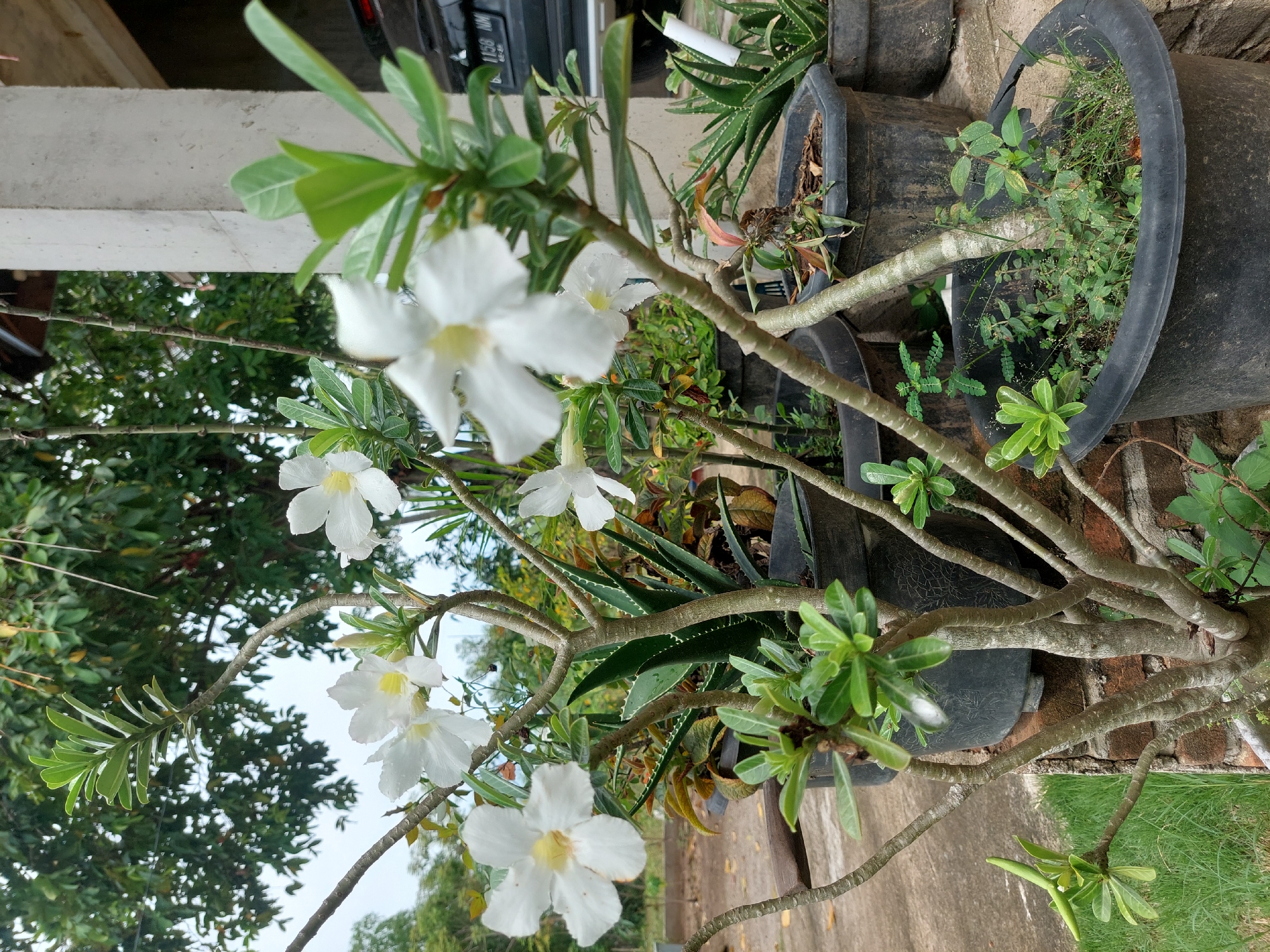 The image depicts an outdoor scene, likely a garden or yard, with potted plants as the primary focus. In the foreground, a desert rose plant with white flowers and green leaves is prominently displayed. It has a thick, gnarled trunk and several branches. To the right of the desert rose, an aloe vera plant in a black pot is visible, characterized by its spiky, green leaves. Behind these, other potted plants, including what appears to be more aloe vera and other greenery, are arranged. A concrete pillar and a portion of a building are present on the right side of the frame, suggesting a residential or semi-urban setting. A black car with a license plate is partially visible in the background. The ground is a paved surface, and there is some grass and a brick wall visible. The overall impression is of a well-maintained, albeit somewhat cluttered, outdoor planting area. The location is identified as Geulumpangsulu Timu, Indonesia.
