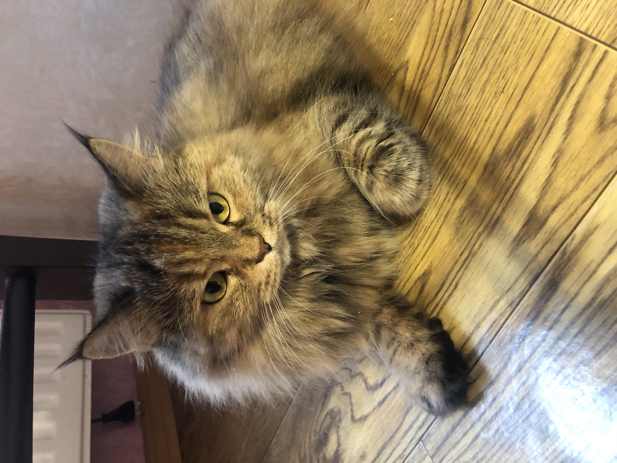 A long-haired, tabby cat with yellow eyes is lying on a wooden floor. The cat's fur is a mixture of brown, black, and gray. Its tail is not visible in the frame. The cat is facing the camera with a neutral expression. In the background, a radiator and a dark piece of furniture are visible. The lighting suggests an indoor environment. The location is Unknown, Unknown.