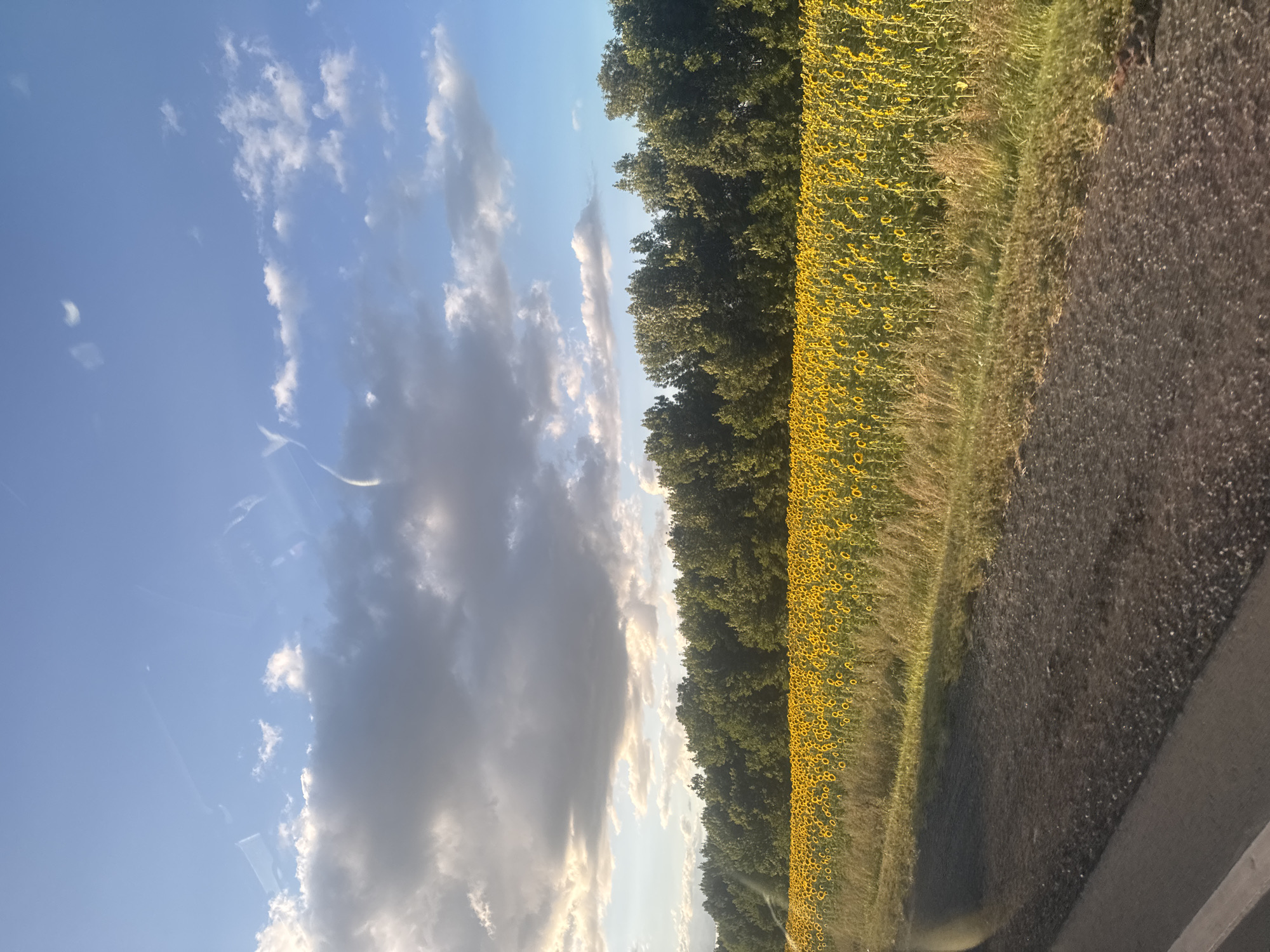 The image shows a vast field of sunflowers under a partially cloudy sky. The sunflowers are in full bloom, with their bright yellow petals facing upwards. A line of green trees forms a backdrop to the field, and beyond that, the sky is a clear blue with streaks of white clouds. A dirt road runs along the bottom of the image, separating the viewer from the field. The scene is bathed in the warm light of what appears to be late afternoon or early evening. The image is said to be from Perevolotsky, Russia, though this cannot be confirmed from the visual information alone. There are no people or animals visible in the image. The overall impression is one of natural beauty and tranquility.