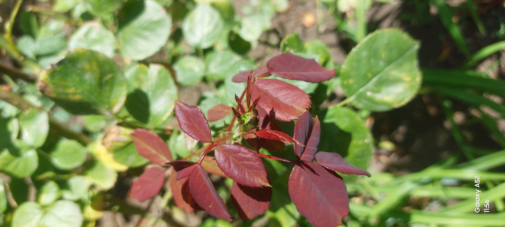 The image shows a close-up view of a rose bush with young, reddish-purple leaves and a developing bud. The leaves are arranged in clusters along a stem. In the background, out-of-focus green leaves and some soil are visible. The lighting suggests it is daytime, with shadows cast by the leaves. The bottom left corner of the image contains a watermark indicating "Galaxy A52" and a time stamp of "11:56". The scene is set outdoors, likely in a garden or park. There are no people or any other discernible subjects present in the image, only the plant. No specific location within Ganja City, Azerbaijan can be identified from the visual information provided.