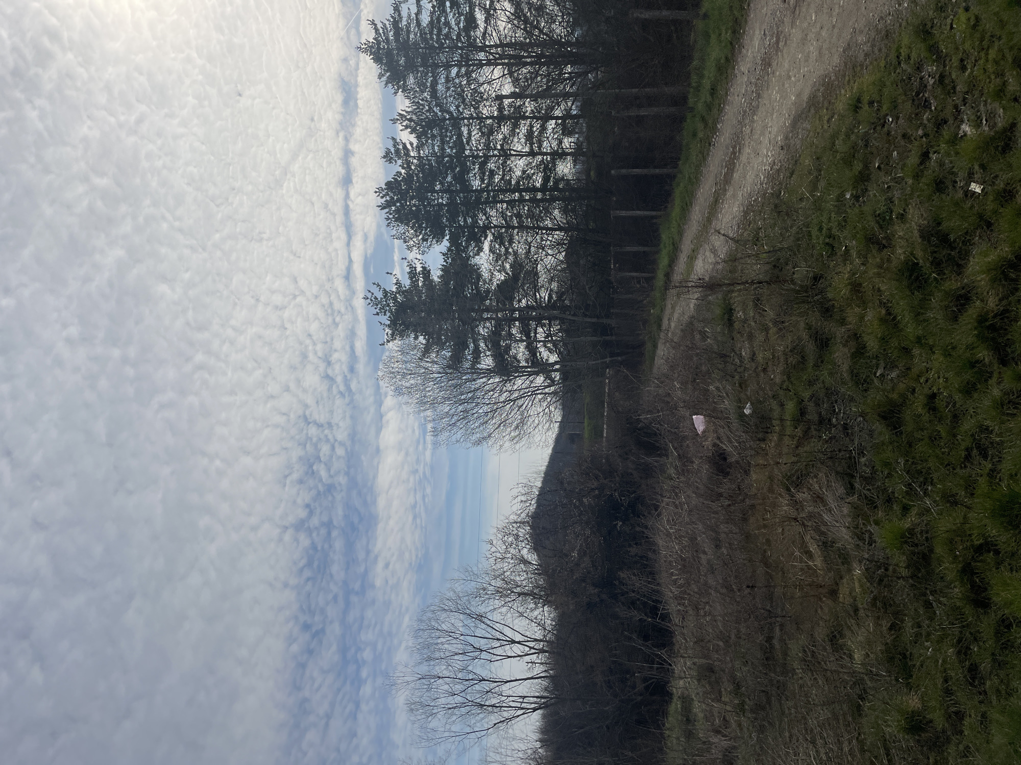 An outdoor scene in Elena, Bulgaria, is depicted under a partly cloudy sky featuring extensive altocumulus cloud formations, with the sun visible in the upper right. The foreground consists of dry, dormant brown grasses and weeds, interspersed with areas of vibrant green new growth. A light-colored, unpaved dirt road enters from the lower right, curving slightly left as it extends into the midground. To the left of the road, a dense line of bare deciduous trees and shrubs forms a barrier, partially obscuring a dark, conical hill in the background. To the right of the road, a row of tall, dark green coniferous trees (pines) stands behind a rudimentary fence constructed from posts and wire. Overhead, multiple horizontal power lines traverse the midground. A small, light pink plastic bag is visible on the ground among the dry vegetation in the mid-left area, with other minor debris present on the ground. No individuals or animals are visible in the scene.