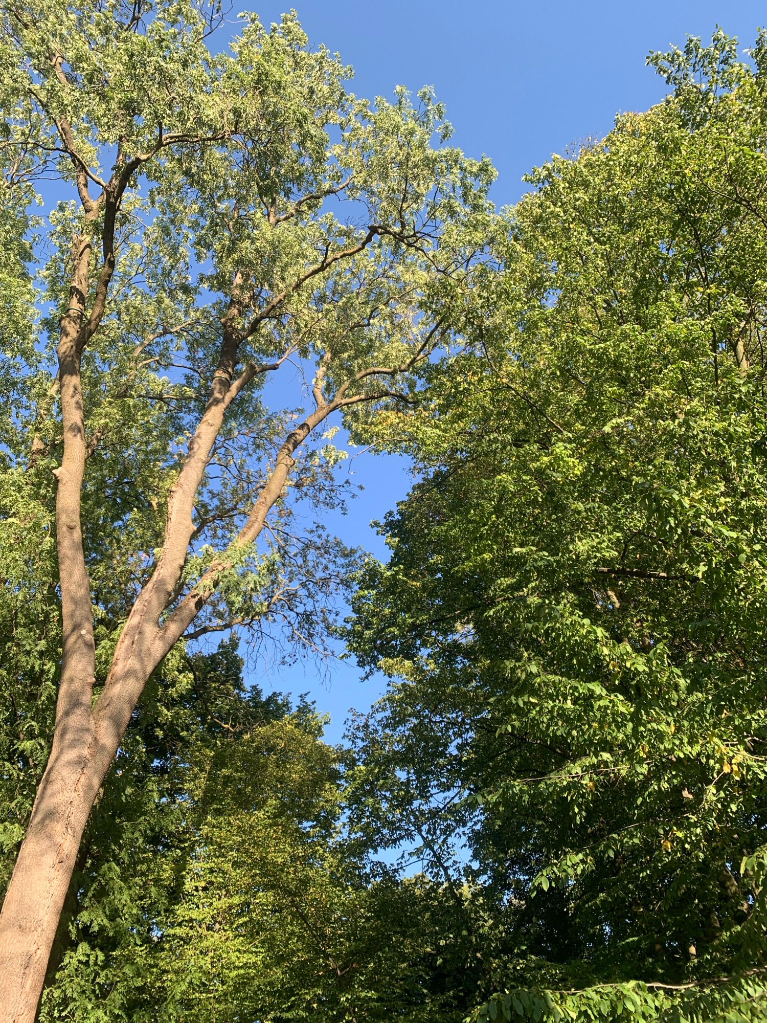 The image displays a canopy of trees with lush green foliage against a clear blue sky. The perspective is from below, looking upwards, emphasizing the height and spread of the branches. The sunlight filters through the leaves, creating a dappled effect. The image is a close-up of trees, with no people or specific structures visible, suggesting an outdoor setting, possibly a park or a wooded area within a city. The trees are a mix of deciduous types, with varied leaf shapes and colors, indicating possibly late summer or early autumn. No specific landmarks or elements that would pinpoint a location in Lviv, Ukraine, are identifiable.