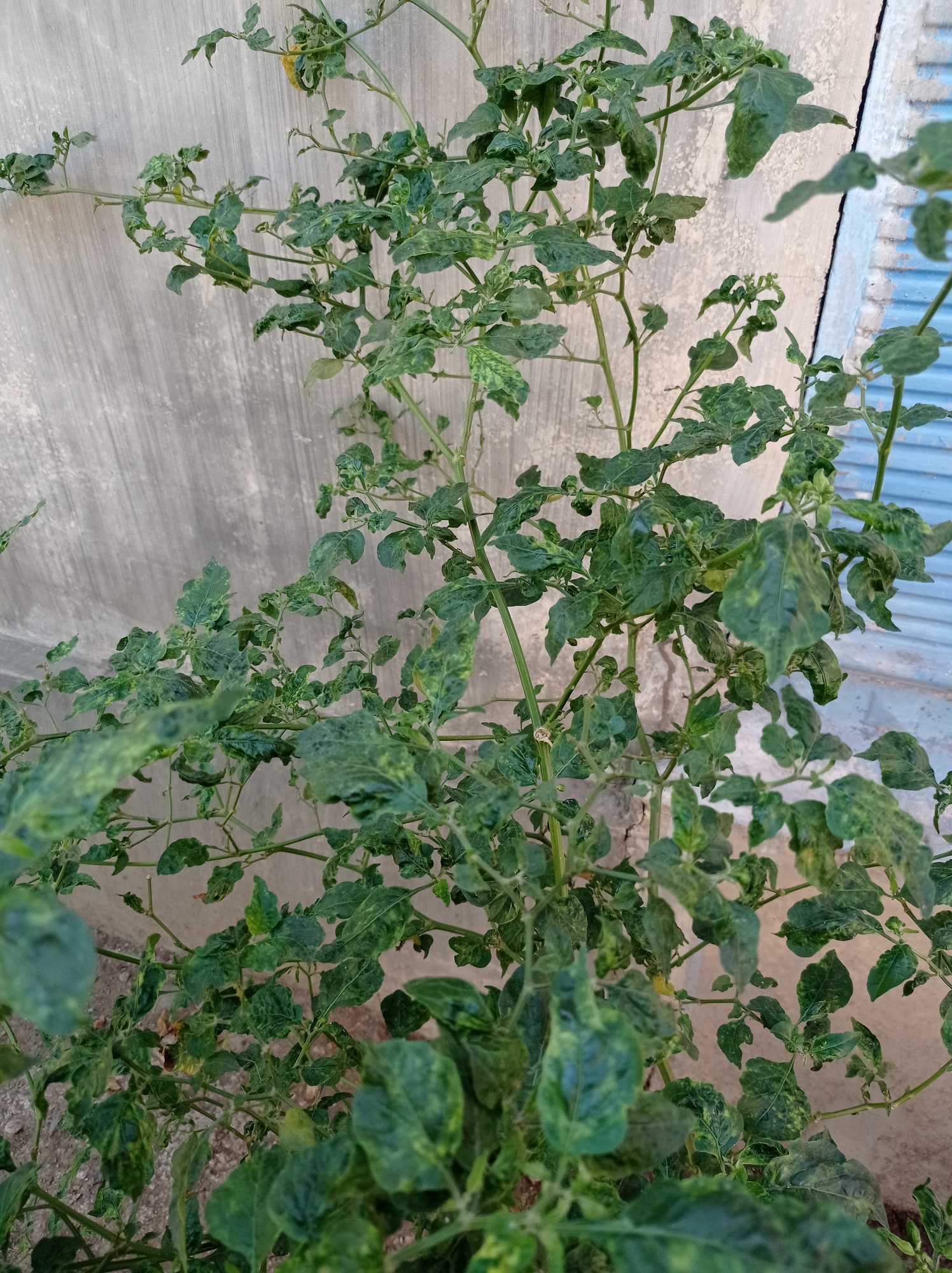 A close-up, eye-level shot captures a wilting, green chili plant with slightly yellowed and curled leaves, set against a textured, light gray concrete wall and a hint of blue corrugated metal in the background. The plant is centered in the frame, with its branches extending upwards and outwards. The lighting suggests it is daytime, with diffused light casting soft shadows. The image appears to be taken outdoors, possibly in a garden or yard, in Mimbo, Indonesia. There are no people or animals visible in the scene.