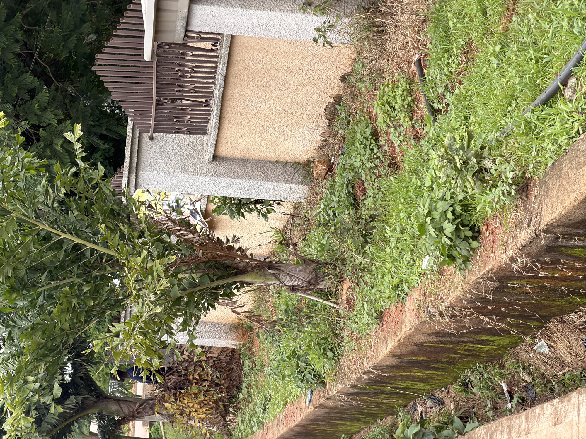 The image depicts a drainage channel running along a street in Bukuru, Nigeria. The channel is made of concrete and shows signs of wear, with moss and plant growth on its sides. The surrounding area is overgrown with grass and other vegetation, indicating a lack of regular maintenance. A brown metal fence with decorative elements and concrete pillars encloses a property adjacent to the drainage. Palm trees and other foliage are visible in the background. A person wearing a dark blue shirt is standing near a palm tree, partially obscured by branches. Some debris, including plastic bags and what appears to be dried leaves and grass, is present in and around the drainage channel. Two black pipes are laid on the ground amongst the vegetation.