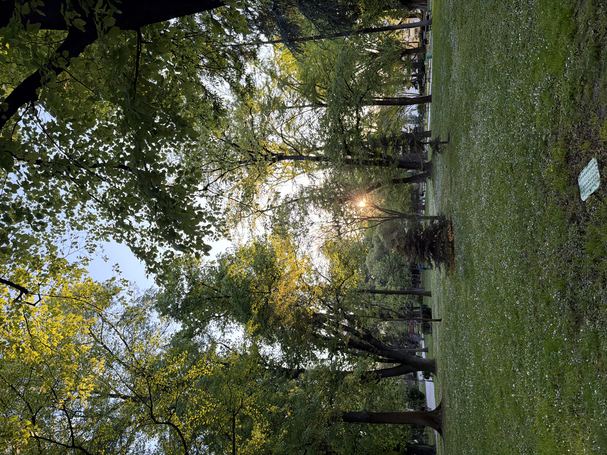 The image depicts a serene park landscape, likely in Plovdiv, Bulgaria, captured during the "golden hour" – either early morning or late afternoon – as suggested by the low-angled sun and warm light.
The scene is dominated by a lush, green environment. In the upper portion, a canopy of mature trees with vibrant green leaves fills the frame, with sunlight filtering through, creating bright highlights on the foliage. The sun itself is visible in the upper-middle right, peeking through the branches with a distinct starburst effect against a clear, light blue sky.
The lower half of the image features a wide expanse of verdant grass, meticulously maintained and dotted with numerous small white flowers or seeds, possibly dandelions, creating a textured carpet of green. In the distant background, beyond the grassy field, more trees line what appears to be a pathway or another section of the park. Faint, indistinct figures, presumably people, can be seen in the far background near the tree line, suggesting a public space.
A small, light green rectangular sign or marker is visible on the ground in the bottom-right corner of the grassy area. It appears to have white text, but the details are too small and blurry to be decipherable. The overall atmosphere conveys a sense of tranquility and natural beauty. No specific event or activity is prominently featured beyond the general peaceful enjoyment of a park.