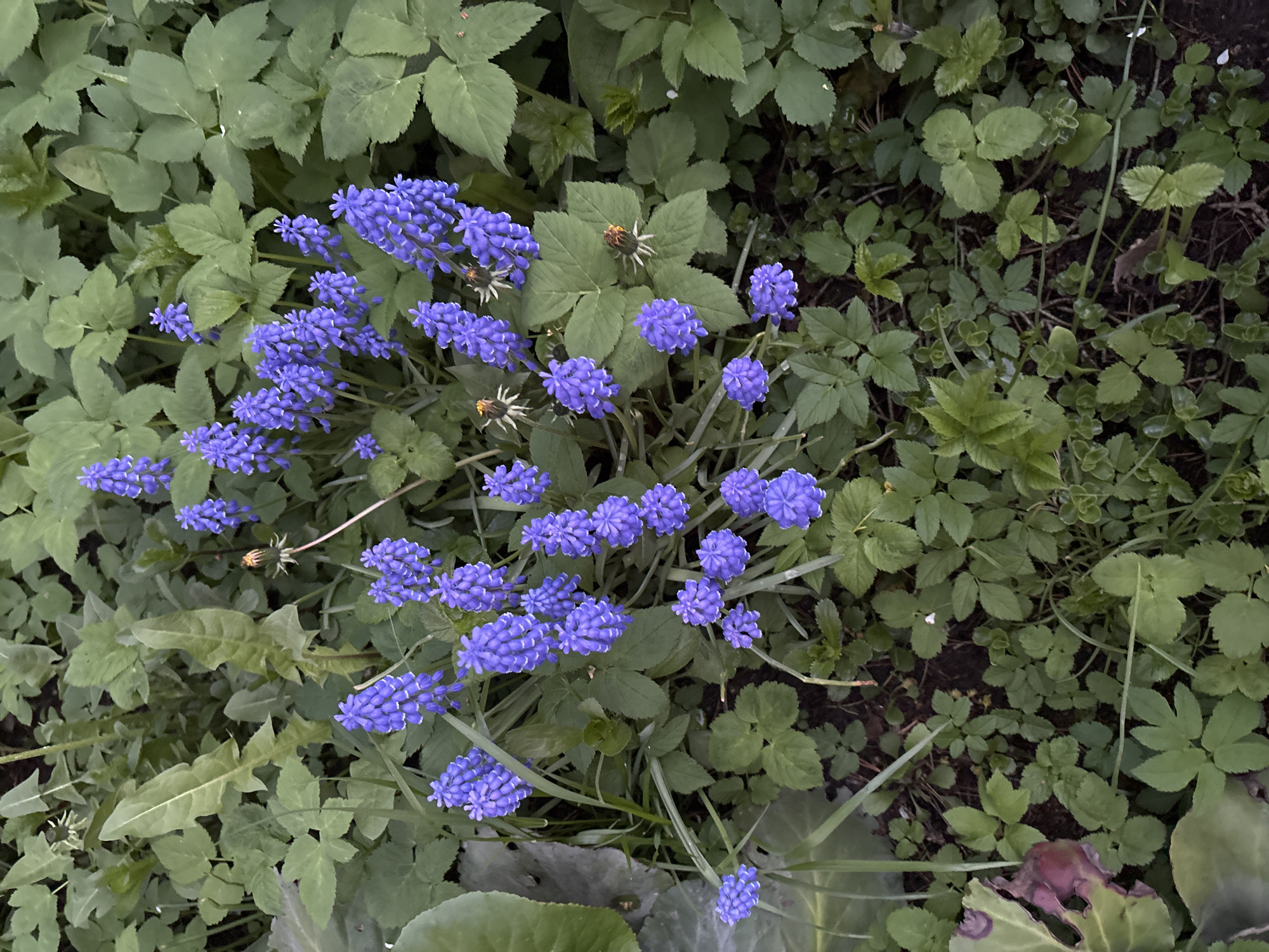 A close-up, high-angle view shows a patch of purple flowers surrounded by various green leafy plants. The flowers are clustered together in small groups, with a dense collection in the upper-left and sparser groupings to the right and lower-right. The leaves surrounding the flowers are of different shapes and sizes, some broad and rounded, others with jagged edges. The ground is visible in some areas, appearing as dark soil. The location is possibly in a garden or natural area in Saint Petersburg, Russia.
