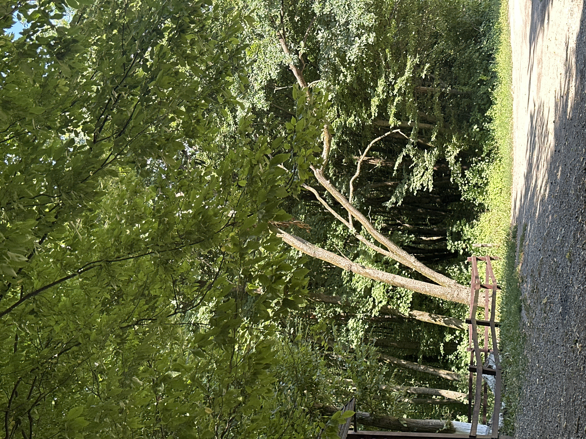 The image depicts a lush, green forested area with dappled sunlight filtering through the dense canopy of leaves. In the foreground, a gravel path leads into the scene. To the left, a weathered wooden fence encloses a small area with some grass and fallen leaves. Beyond the fence, the trunks of several trees are visible, some with rough bark. A portion of a building's roofline is also visible on the far left. The background is a dense wall of trees and foliage, suggesting a natural, somewhat overgrown environment. The scene is set in Shatava, Ukraine. There are no people or animals present in the image. The overall impression is one of natural tranquility and seclusion.