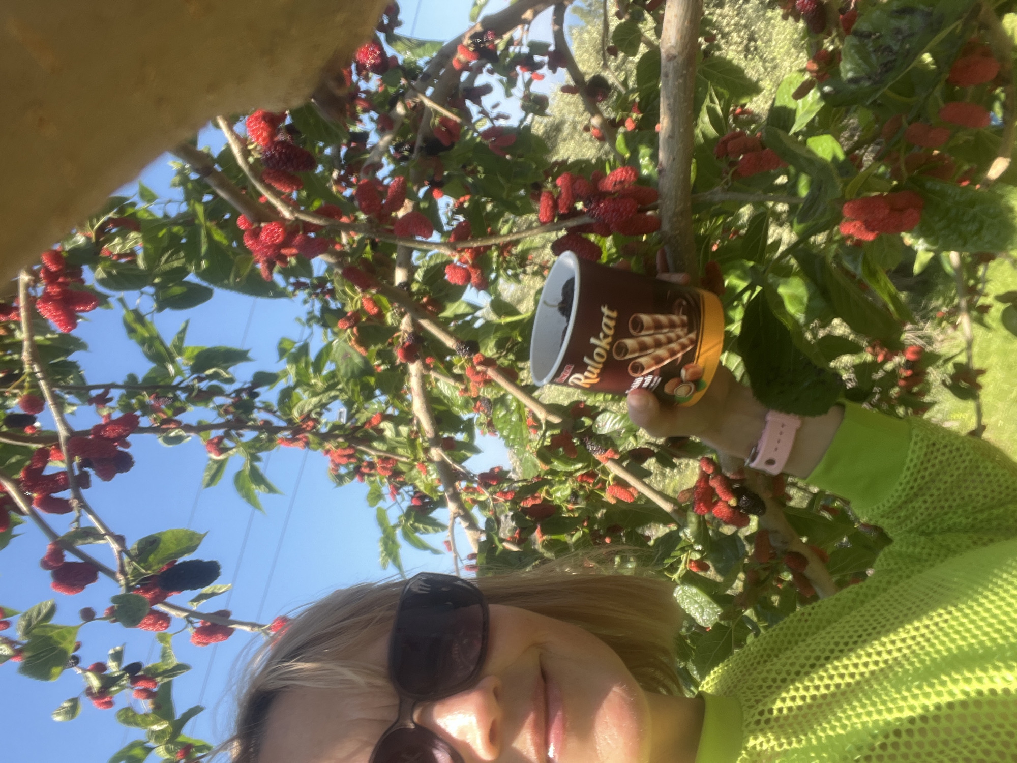 The image, rotated clockwise, captures a close-up selfie of a person collecting mulberries directly from a tree in Alanya, Turkey, under a clear blue sky.
The primary subject is a person, likely female, whose face is partially visible in the bottom right of the frame (bottom left after rotation). She has blonde hair and wears dark sunglasses, a bright neon green long-sleeved top with a mesh-like texture, and a light pink wristband or smartwatch. Her hand holds a dark brown or black cylindrical container.
The scene is set outdoors amidst a lush mulberry tree, heavily laden with berries. Many of the mulberries are bright red, indicating they are unripe, while some darker, purplish-black, ripe berries are also visible both on the tree and inside the container. The background features a bright, cloudless blue sky, with faint power lines visible. Distant green foliage is blurred, suggesting a natural or garden setting.
The main activity is the harvesting of mulberries. The person is using the container to collect the fruit, suggesting an active engagement with nature and fresh produce.
Notable details include the time of day, which appears to be sunny daylight. The clear sky and abundant ripe mulberries suggest late spring or early summer, a common harvest season for these fruits in regions like Alanya, Turkey. The container has a visible label with the brand "Rulokat" and images of chocolate-filled wafer rolls and hazelnuts, indicating it's an empty food container being repurposed for collecting fruit. The bright colors of the person's attire and the fruit contrast vibrantly with the blue sky.