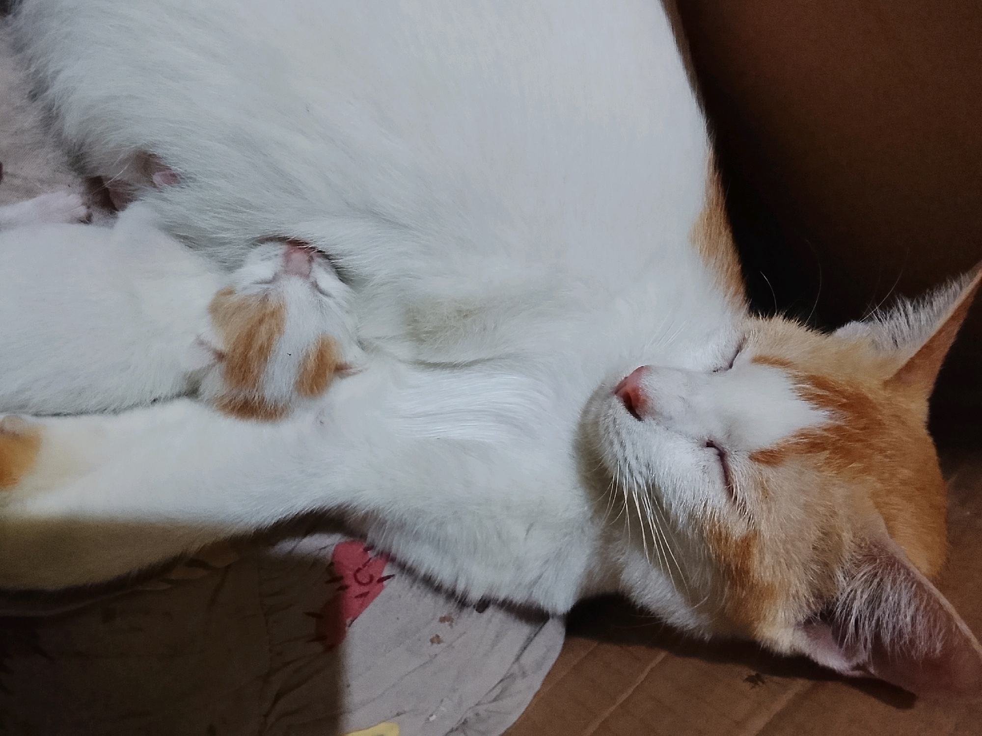 An adult orange and white cat is lying on its side, sleeping. A small, similarly colored kitten is nestled against the adult cat's belly, also sleeping. The cats are on a soft surface, possibly a blanket or fabric, with a brown cardboard-like surface visible in the background. The scene appears to be indoors, given the lighting and the presence of the cardboard. There is no identifiable location in the city of Ujungrusi, Indonesia.