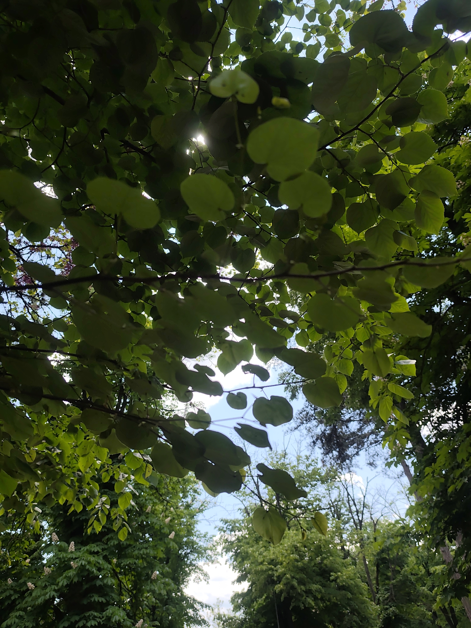 The image depicts a view looking upwards through the dense foliage of trees, with patches of blue sky visible between the leaves and branches. The leaves are predominantly green and roundish in shape. Some trees in the background have white blossoms. The presence of the foliage indicates the scene may be set in a park or wooded area. The location is Unknown, Unknown.
