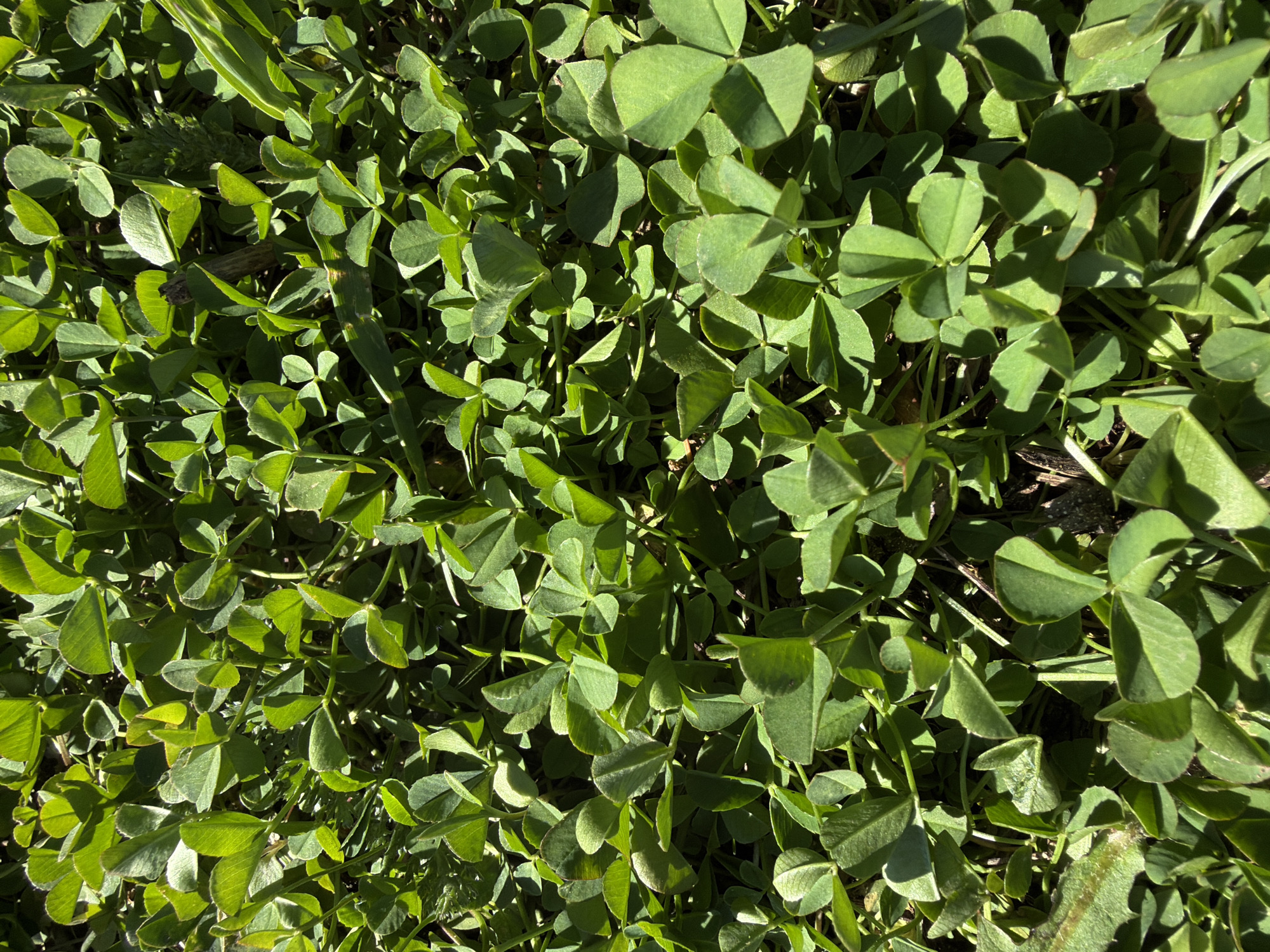 The image depicts a dense patch of green clover, likely covering a ground surface. The clover leaves are predominantly three-lobed, though a few may be obscured or partially out of view. Sunlight illuminates the clover, creating shadows and varying shades of green across the scene. The setting appears to be outdoors, judging by the natural lighting and plant life. There is no indication of a specific location within Chaikovsky, Russia, or any recognizable landmarks. No people, subjects, objects, actions, or interactions are visible.