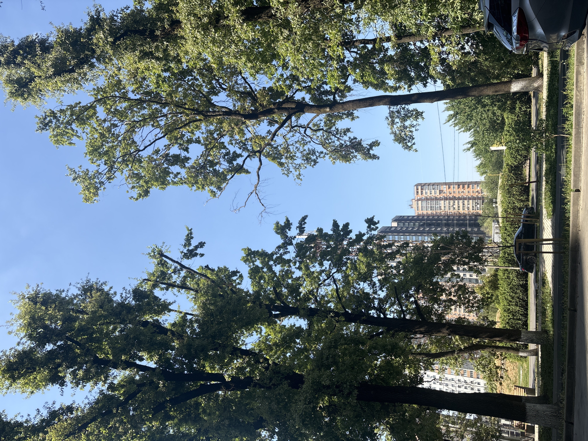 The image depicts a street scene in Krasnodar, Russia, under a clear blue sky on a sunny day. Two large, mature trees with lush green foliage frame the view, with their trunks partially visible in the foreground. Beyond the trees, several tall, modern apartment buildings are visible, their facades a mix of beige, orange, and white. A black car is parked on the side of the road, and a dense green hedge runs along the street. The lower part of the image shows a paved sidewalk and a curb. There are no people visible in the image. The overall impression is one of an urban environment with significant greenery.
