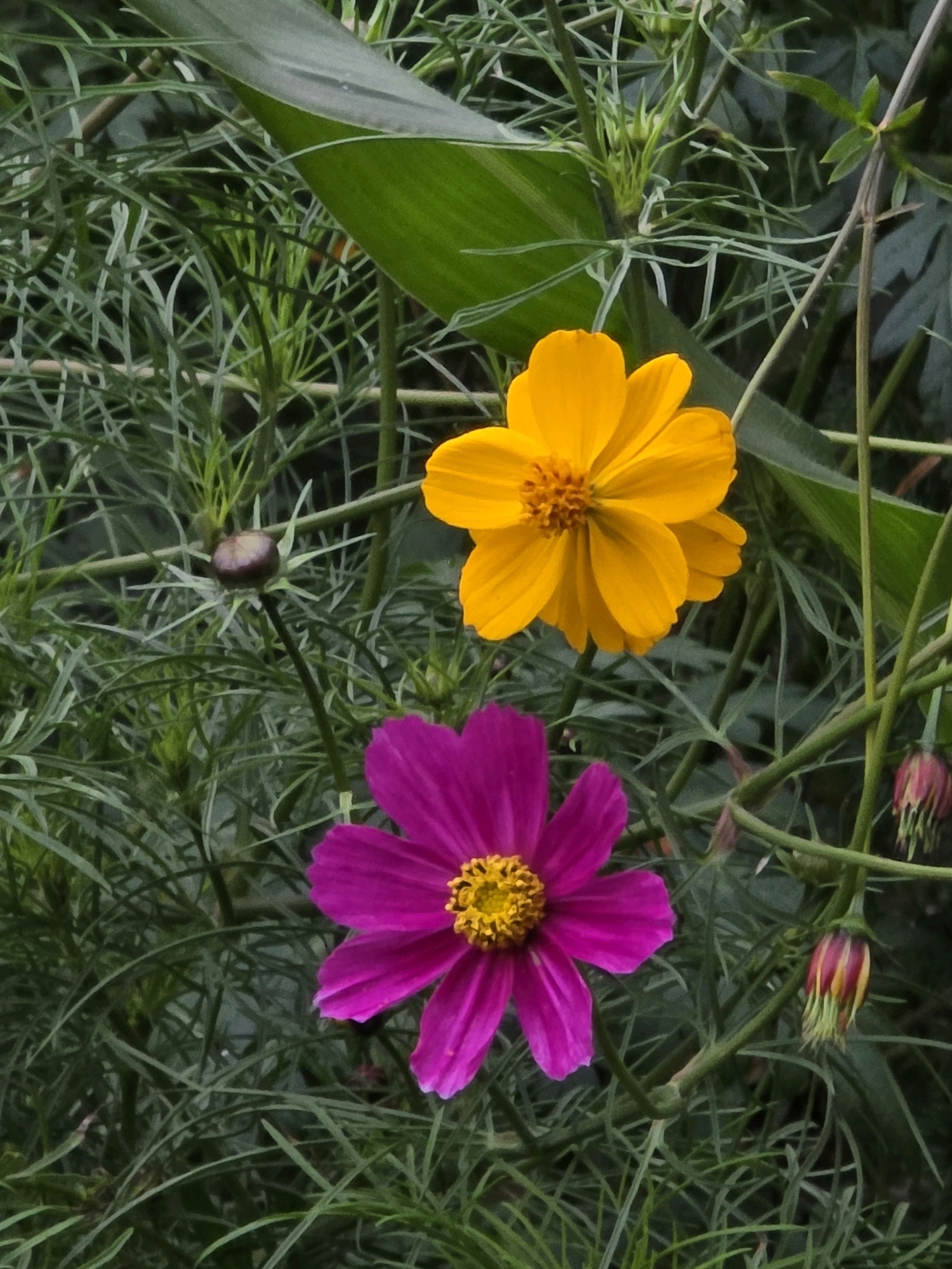 The image shows two cosmos flowers, one yellow and one magenta, blooming amidst green foliage. The yellow flower is positioned in the upper right quadrant, with its petals unfurled and a prominent yellow center. The magenta flower is in the lower left, also fully bloomed, with a bright yellow center. Several buds are visible on the stems, one dark purple-brown bud is prominent in the center-left, and two smaller buds with red and yellow accents are seen in the right side. The background consists of dense, feathery green leaves and stems, suggesting an outdoor garden setting. There are no people or animals present in the image. The overall scene is a close-up, naturalistic portrayal of flowering plants.