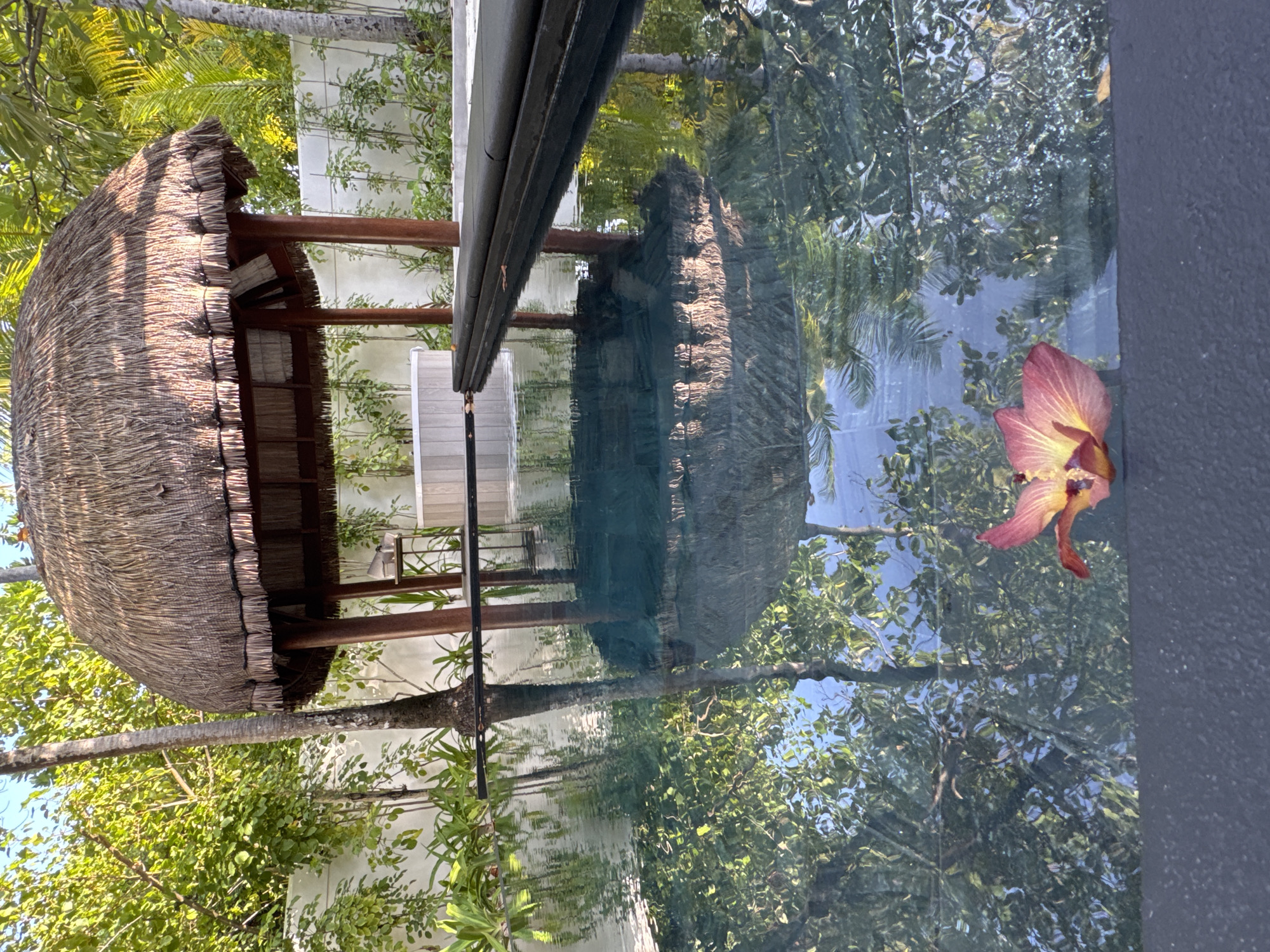 An outdoor scene in Halaveli, Maldives, features a pool with reflections of trees and a thatched-roof gazebo. A single, pink and yellow flower floats on the surface of the water near the foreground. The gazebo has wooden posts and a thatched roof. Behind the gazebo, a white wall is partially visible, with greenery growing along it. The pool's edge is dark and textured.