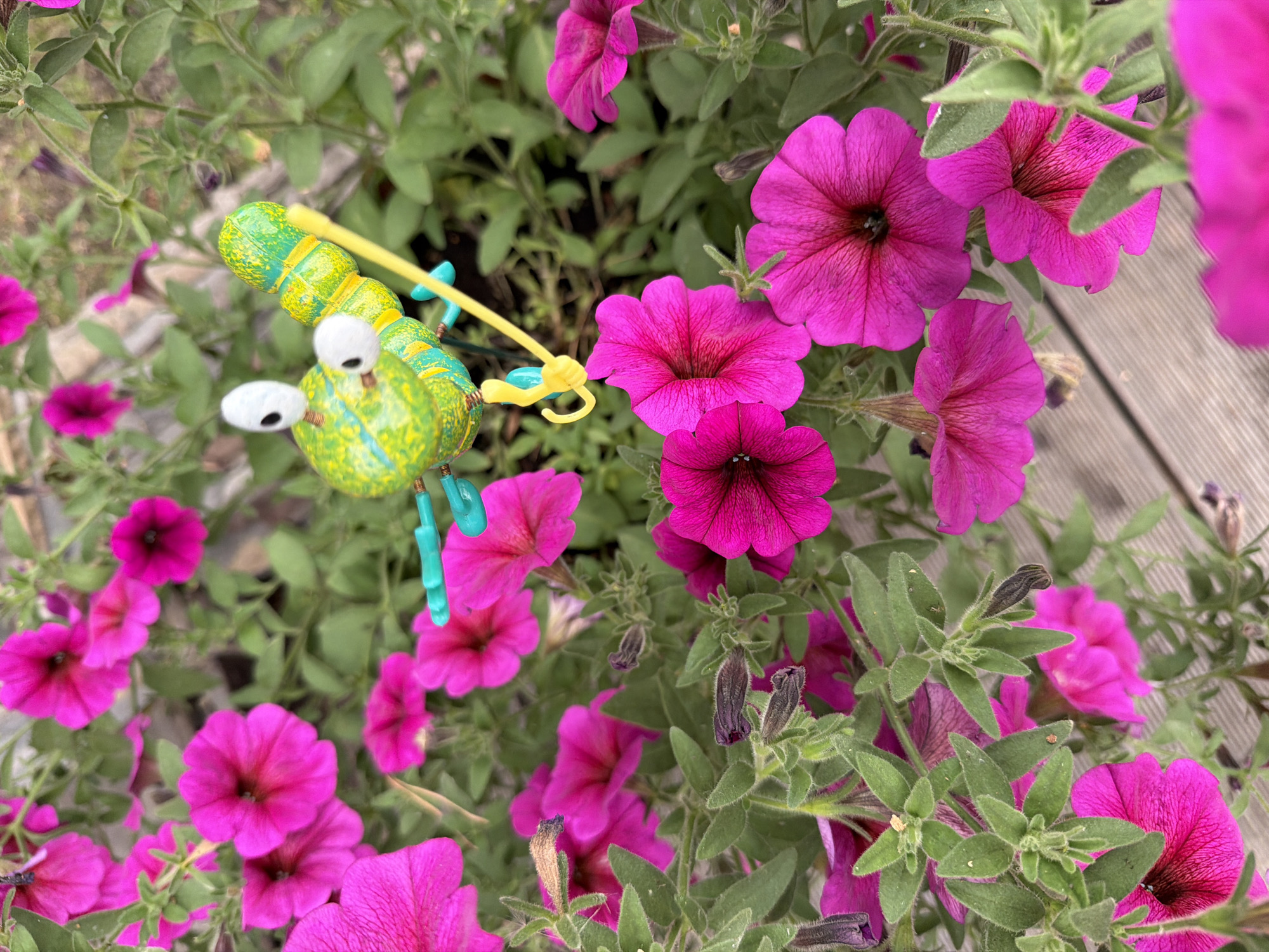 A close-up, high-angle outdoor shot features vibrant pink petunias and lush green foliage. A small, colorful ornamental insect, appearing to be a bee or caterpillar, with a bright green and yellow body, white googly eyes, and blue antenna-like appendages, is positioned amidst the flowers. The insect is the central focus of the upper portion of the image. The background consists of more blooming petunias and leaves, with a hint of a wooden deck visible at the bottom. The overall setting appears to be a garden or planted area. There are no people or animals present. The location of Sukhaya, Russia is not discernible from the visual information in the image.