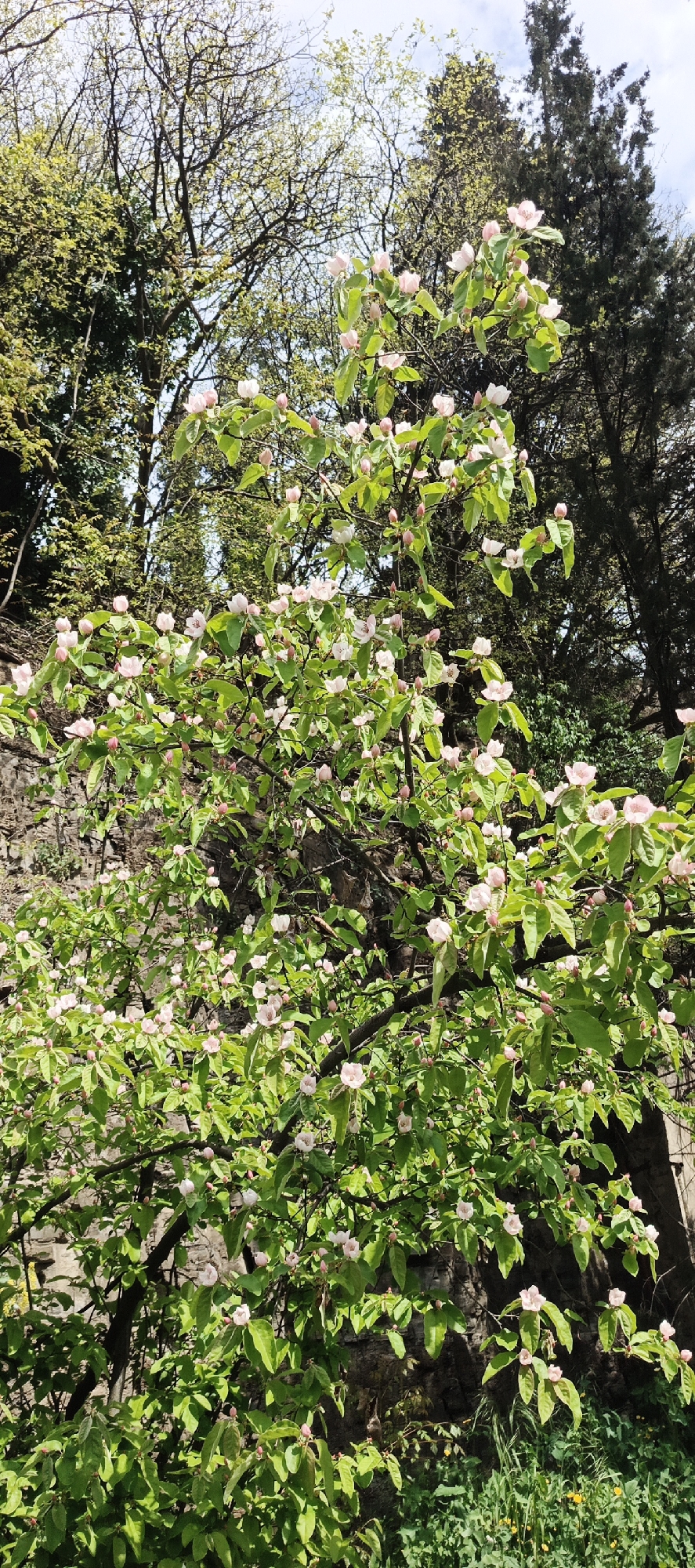 The image shows a blooming tree, likely a quince, in front of a stone wall. The scene is set in an urban environment, specifically Tbilisi, Georgia.
The tree is densely covered in light green leaves and pale pink blossoms. Behind the tree is a weathered stone wall, possibly part of a building or garden structure. Other trees with varying shades of green foliage can be seen in the background, some appearing taller and darker. The ground around the tree base is covered with lush green vegetation. The light suggests it's either early morning or late afternoon.