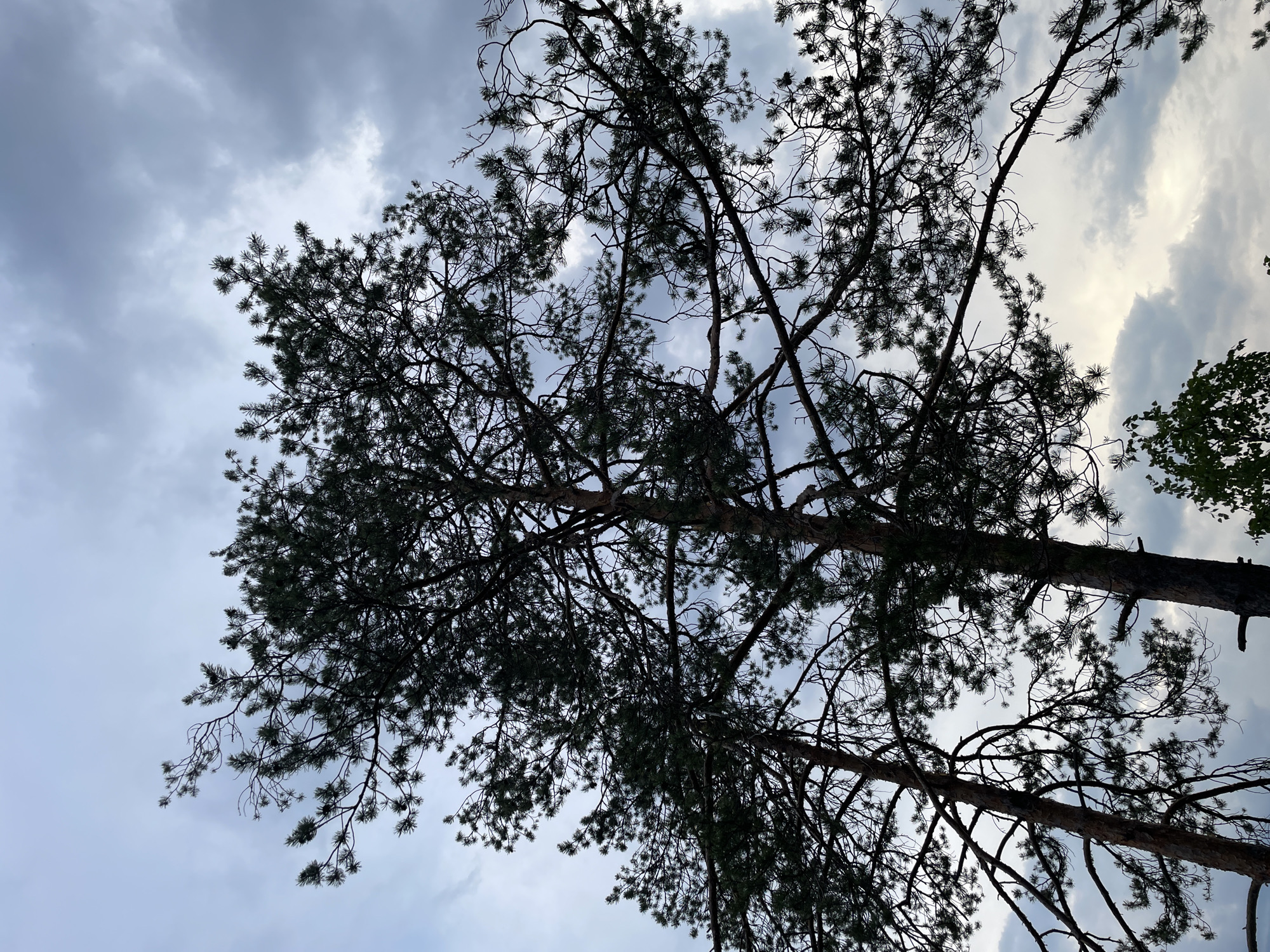 The image depicts two prominent pine trees in silhouette, viewed from a low-angle perspective against an overcast sky in Boitsovo, Russia. The trees' dark, textured trunks and extensive branching, dense with pine needles, occupy the majority of the frame. The sky displays a gradient of blue-gray and white clouds, indicating diffused natural lighting, with brighter sections visible through gaps in the tree canopy. A small cluster of green deciduous foliage is present in the lower right corner of the image. No individuals, animals, or man-made objects are visible within the scene, which exclusively features natural elements under cloudy atmospheric conditions.