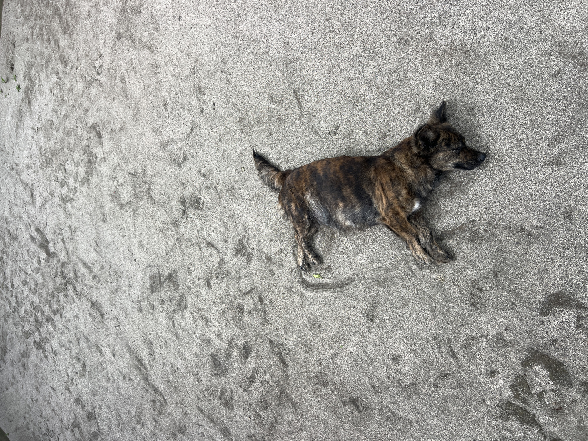 A brindle-colored dog is lying on a sandy beach in Karangasem, Indonesia. The dog is positioned on its side, appearing relaxed. The sand is predominantly gray, with subtle variations in texture and dampness. The surrounding environment consists of the beach itself. The image contains no people or interactions.