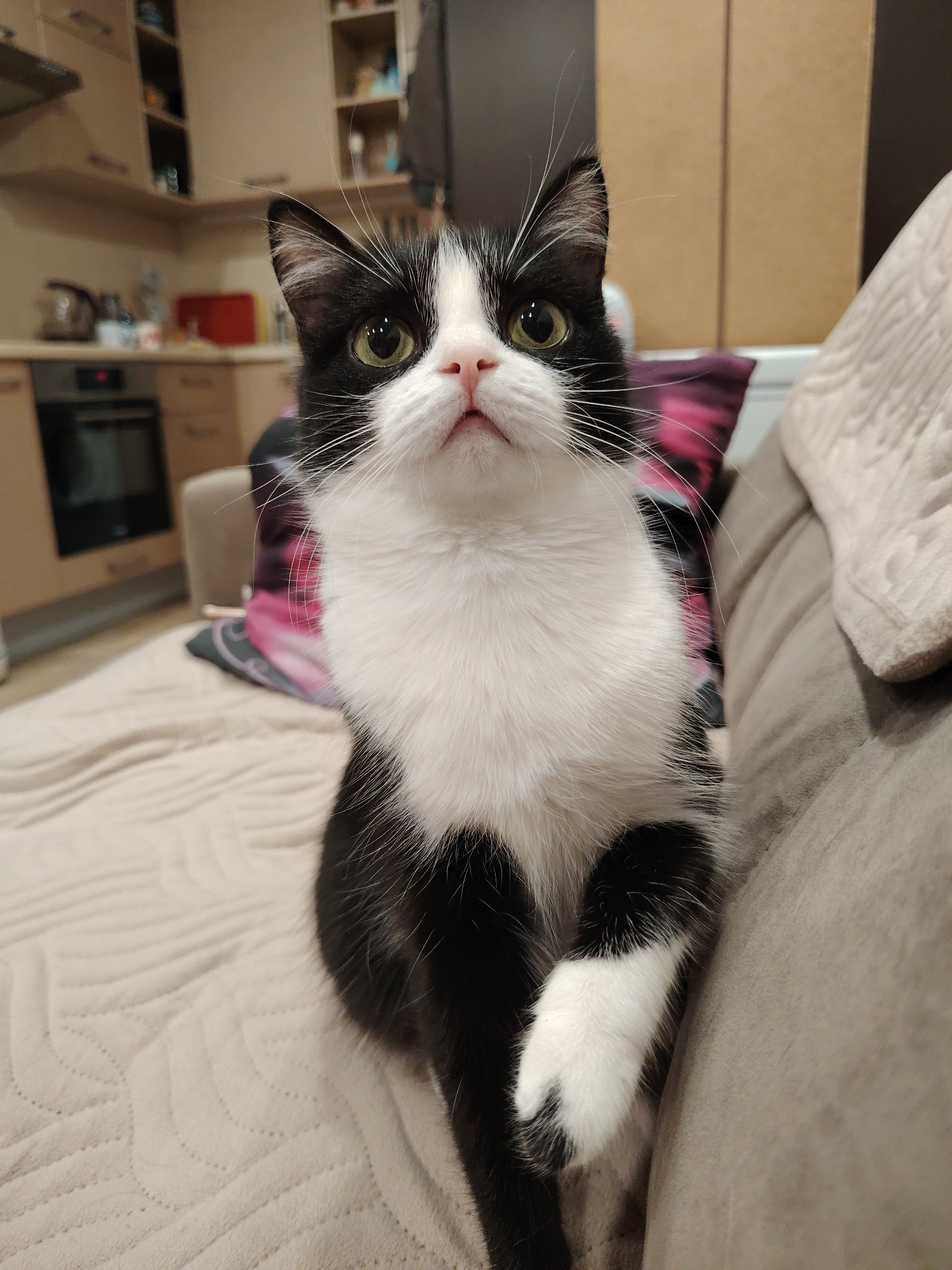 A black and white cat is sitting on a couch in a home. The cat is facing the camera with its front right paw raised. The cat has green eyes, a pink nose, and long white whiskers. The couch is covered in a light-colored fabric, and there is a blanket on the couch behind the cat. In the background, there is a kitchen with cabinets and appliances. The overall lighting of the scene is dim, suggesting it is nighttime or indoors with artificial lighting.