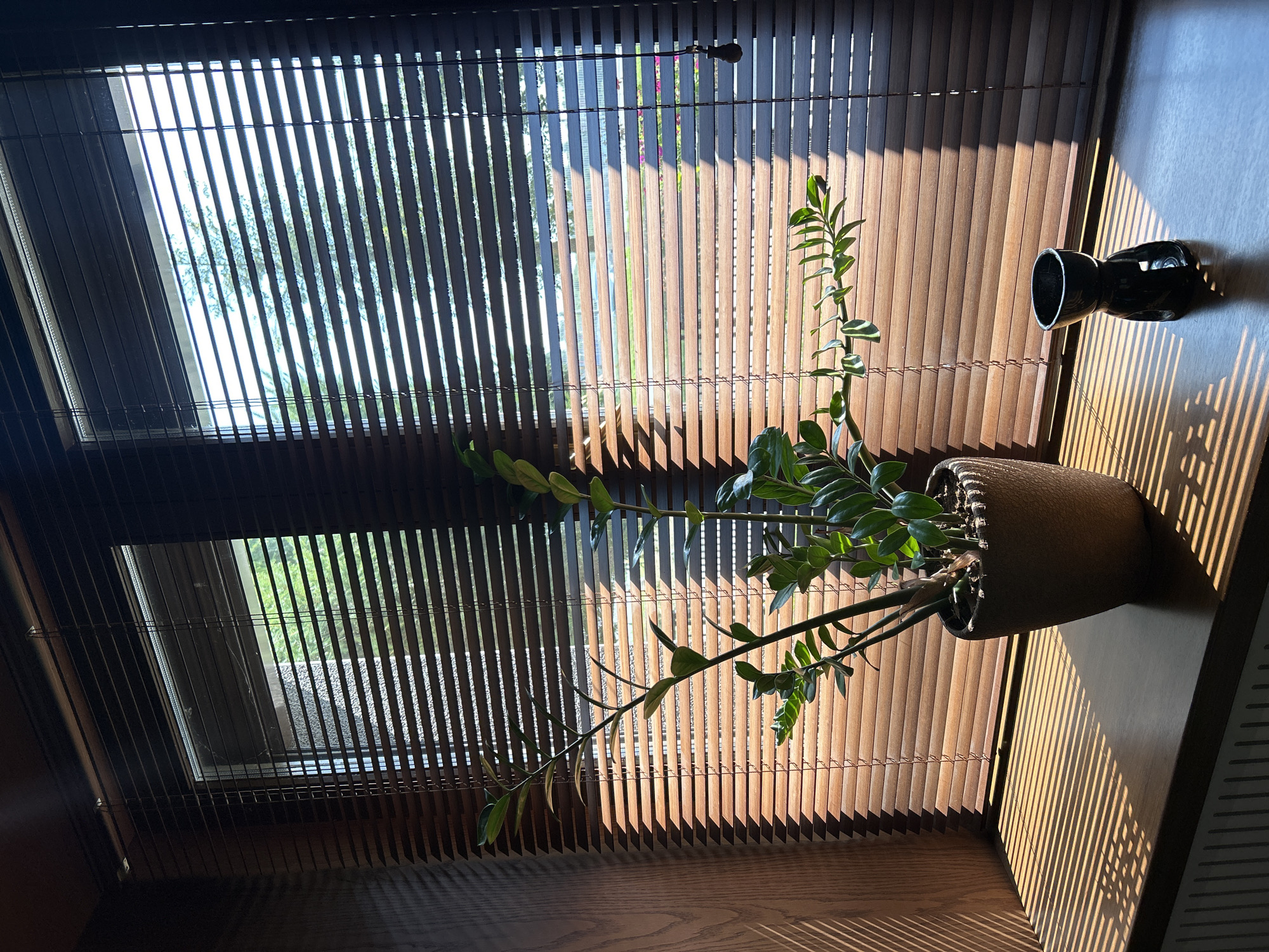 The image shows a windowsill in Votkinsk, Russia, bathed in dappled sunlight filtering through horizontal blinds. On the windowsill sits a potted green plant, likely a ZZ plant, with its glossy leaves casting shadows. To the right of the plant is a small, black ceramic oil burner, empty. The windowsill is made of dark wood, and the surrounding window frame is also wood. Outside the window, trees and a building are visible through the slats of the blinds. The overall impression is one of a peaceful, sunlit domestic interior.
