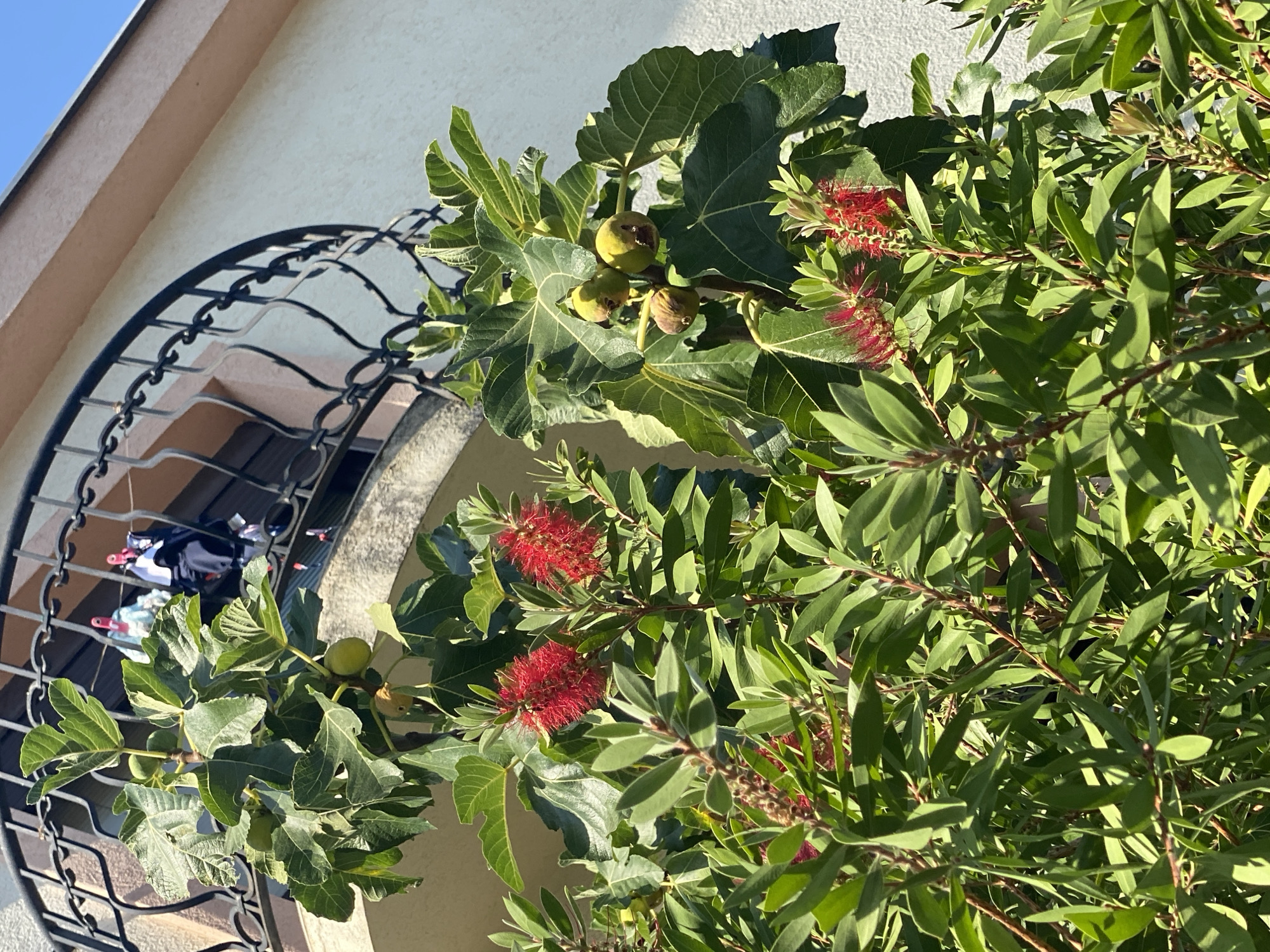 A close-up shot captures a fig tree laden with green figs and vibrant red bottlebrush flowers, with a balcony railing visible in the background. The fig tree's large, lobed leaves and the bottlebrush's spiky red blooms create a lush, verdant scene. The architectural detail of the balcony railing, with its black wrought-iron scrolls, suggests an urban or suburban setting. Laundry hangs on the railing, indicating domestic activity. The bright sunlight suggests a warm, clear day. The location is identified as Sutomore, Montenegro.
