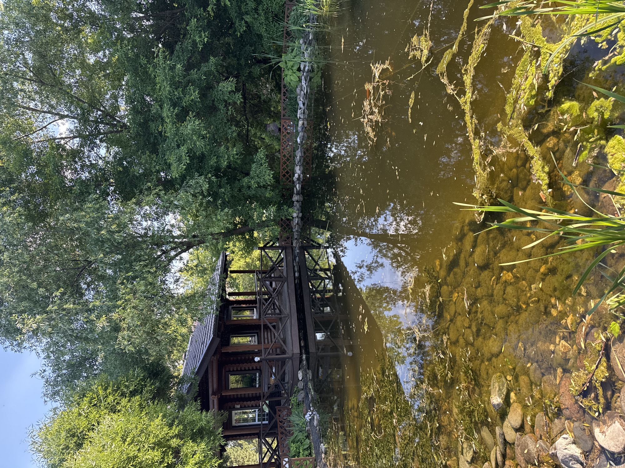 The image presents a natural scene in Izhevsk, Russia, featuring a rustic log cabin adjacent to a murky pond, surrounded by dense green foliage under a clear blue sky.
The central subject is a dark brown, single-story log cabin with a dark tiled roof, situated on a wooden deck that extends over the pond's edge. The cabin features multiple windows with white frames and a white-framed door. The wooden deck is equipped with dark brown railings exhibiting an X-pattern design, and a small white lamp post is present on the railing closest to the water.
The pond's water is a turbid olive-green to brown, characterized by significant surface algae and floating organic debris, including leaves and twigs. In the foreground, particularly along the left bank, the pond's bottom is visible, revealing numerous rounded, light-colored stones. Reflections of the cabin, the surrounding trees, and the blue sky are discernible on the water's surface, particularly in less disturbed areas.
Lush, leafy green trees, predominantly deciduous, encircle the pond and the cabin. Their dense canopies occupy the upper half of the image, with a clear blue sky visible through gaps in the foliage. Tall, green reeds or grasses are present along the right and bottom edges of the pond. A low, dark brown lattice fence runs along the far bank of the pond, partially obscured by rocks and other vegetation. The scene is brightly illuminated by sunlight, indicating daytime conditions. No individuals or discernible activities are present within the frame.
