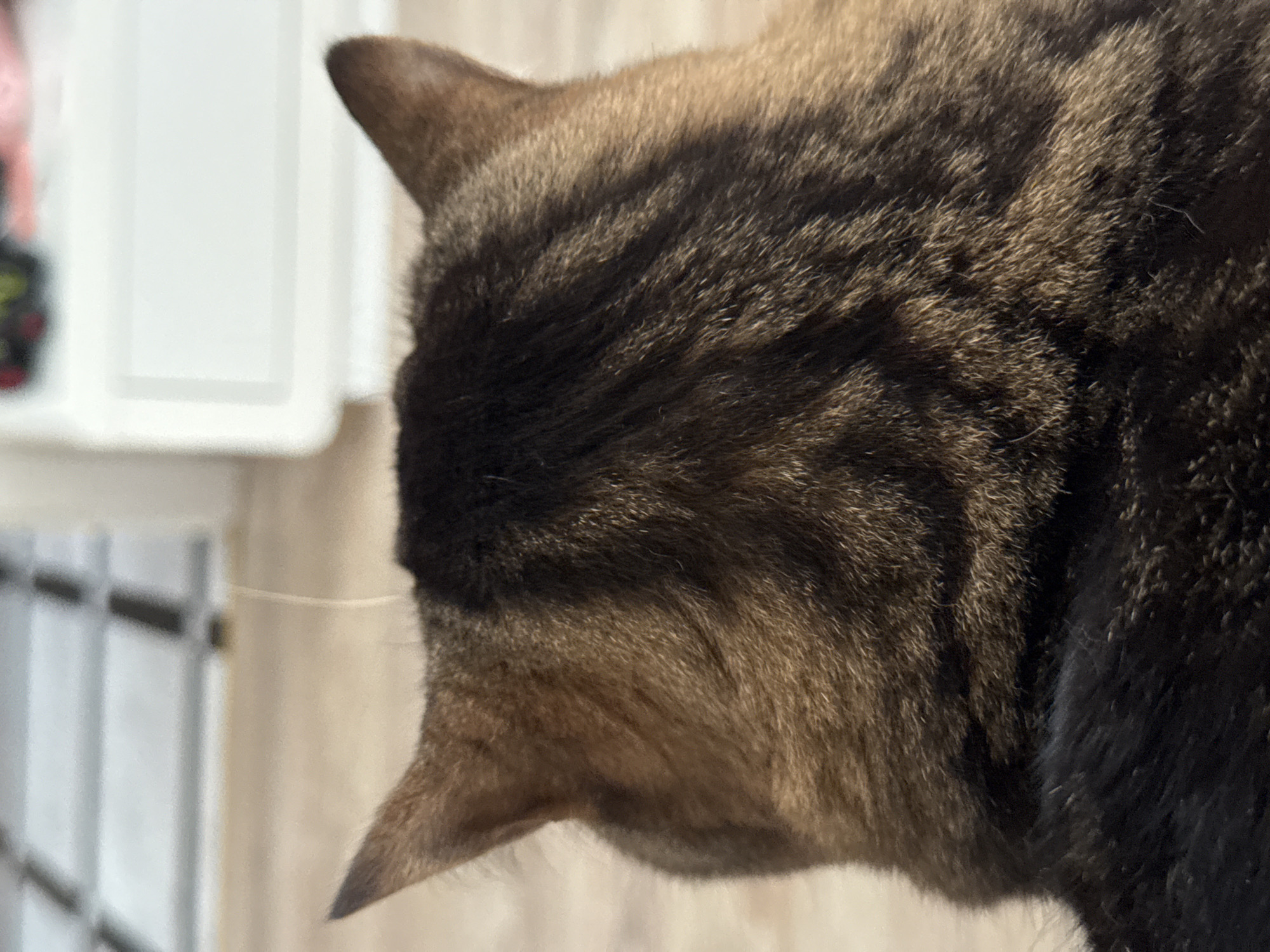 The image shows the back of a cat's head and ears, facing away from the camera. The cat has tabby markings with dark brown and black stripes on a lighter brown base. The fur appears fluffy. In the background, a tiled floor is visible, and beyond that, a white piece of furniture. The scene is indoors. The location is not specified in the image.