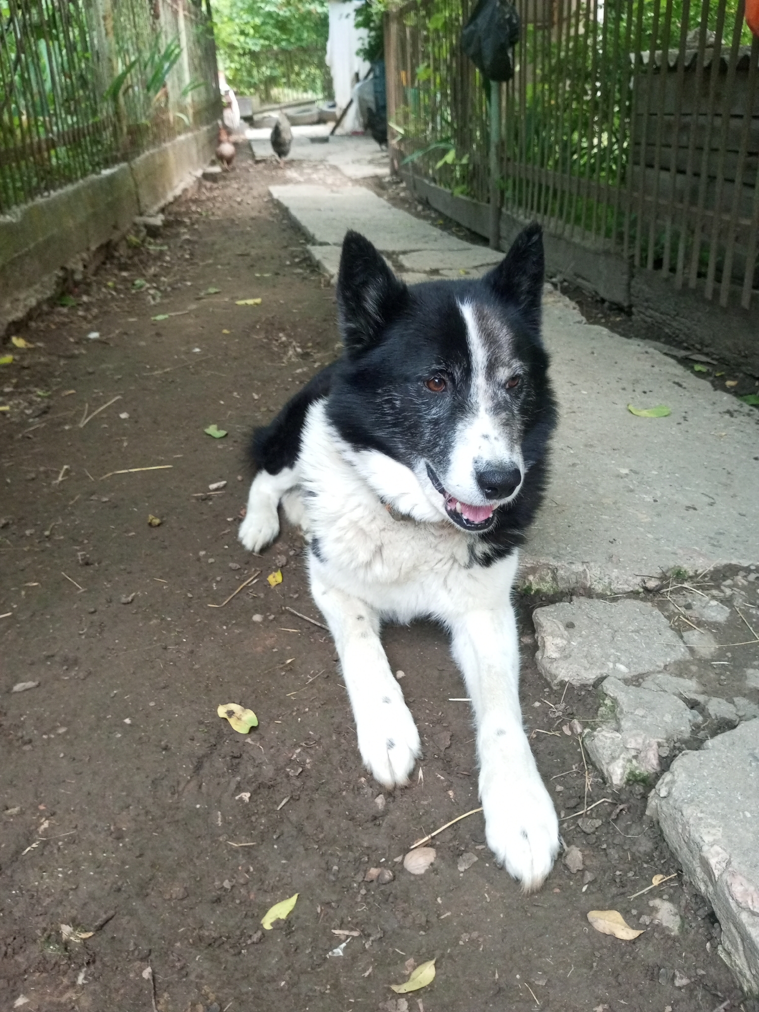 In Ароматновское сельское поселение, Ukraine, a black and white dog with expressive brown eyes is lying on a dirt path. The dog's fur is thick and appears well-groomed. Its tongue is slightly out, suggesting a relaxed or slightly warm state. The background shows a rustic setting with a wooden fence and lush green foliage. To the left of the dog, a concrete structure runs along the path, possibly a border or foundation. Further in the background, a few chickens are visible, indicating a rural or semi-rural environment. The overall scene is one of a peaceful moment captured in a natural setting.