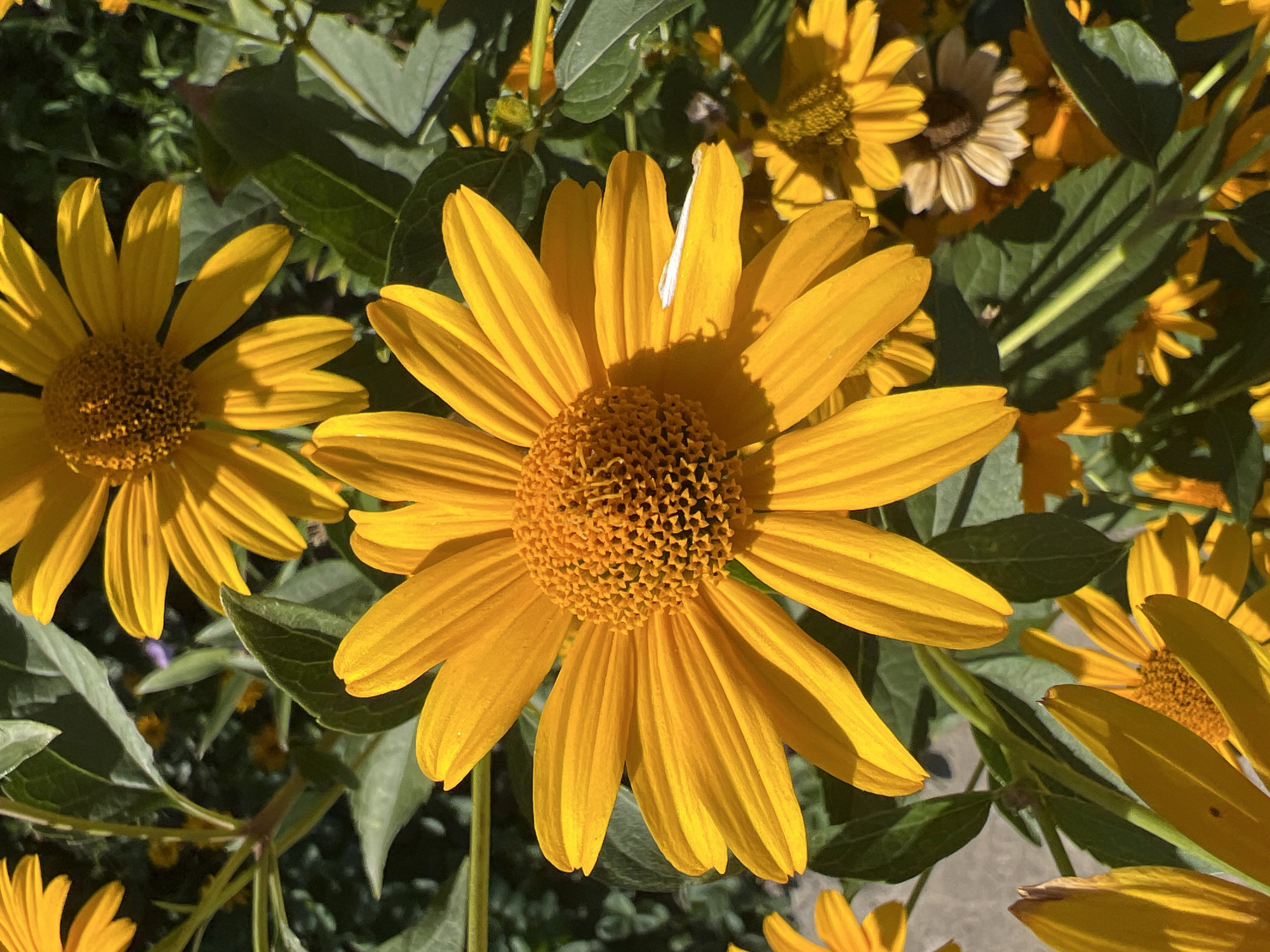 This is a close-up, eye-level, outdoor photograph of yellow daisies with green leaves in sunlight. The flowers are in focus, with the background slightly blurred. The image depicts a cluster of bright yellow flowers with intricate brown centers and many thin petals. The surrounding leaves are a deep green. The lighting suggests a sunny day, casting shadows on the petals and leaves. The location is the city of Millerovo, Russia.