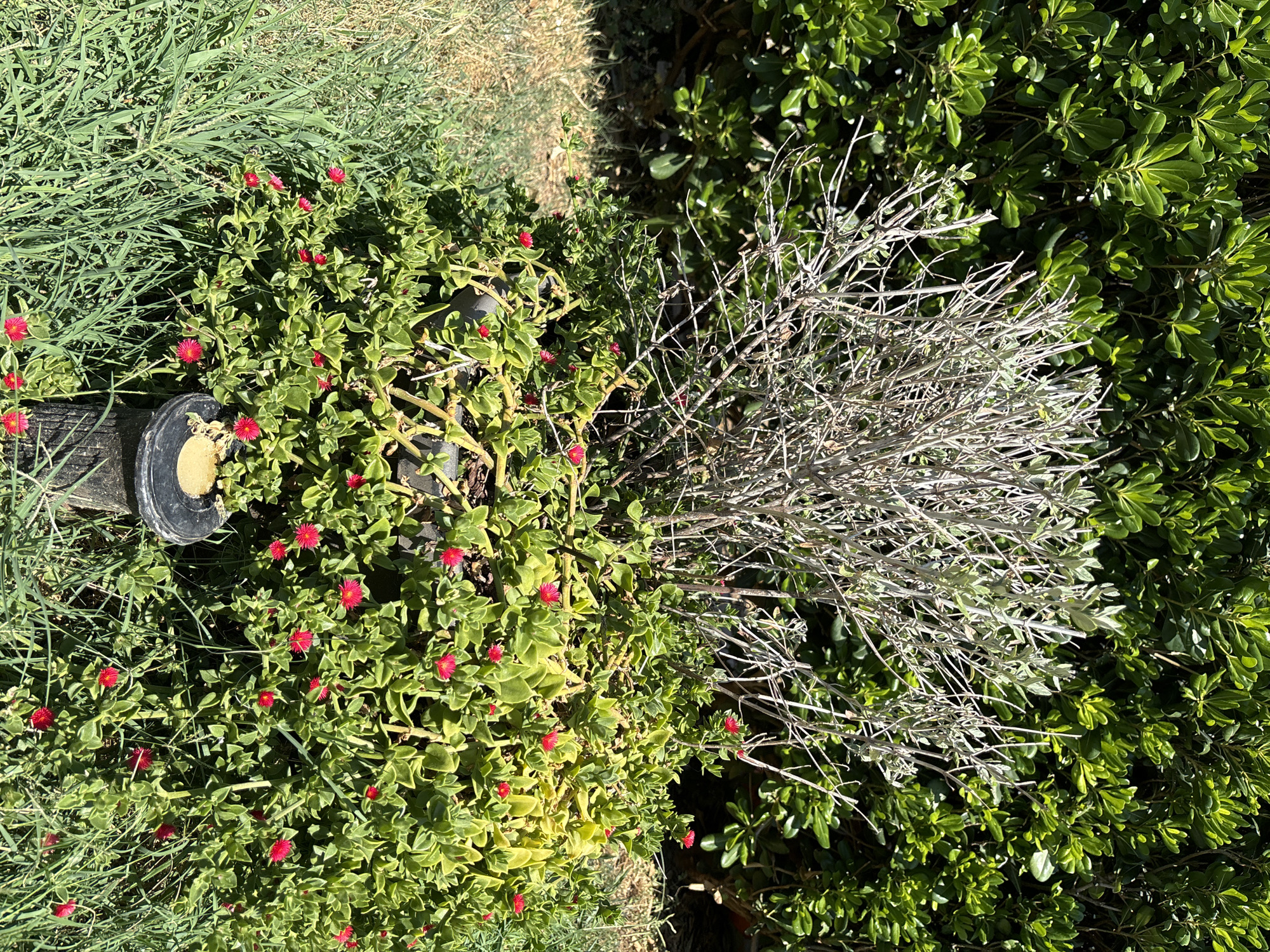 This is a full, eye-level, outdoor, daytime shot of a garden planter filled with greenery and small red flowers, with a dry, greyish shrub in the center. A black plastic planter box is visible, with a small circular yellow object inside. The planter is surrounded by green grass and a dense green hedge in the background. The scene is bright and sunny. No people are present. The location is the city of Budva, Montenegro.