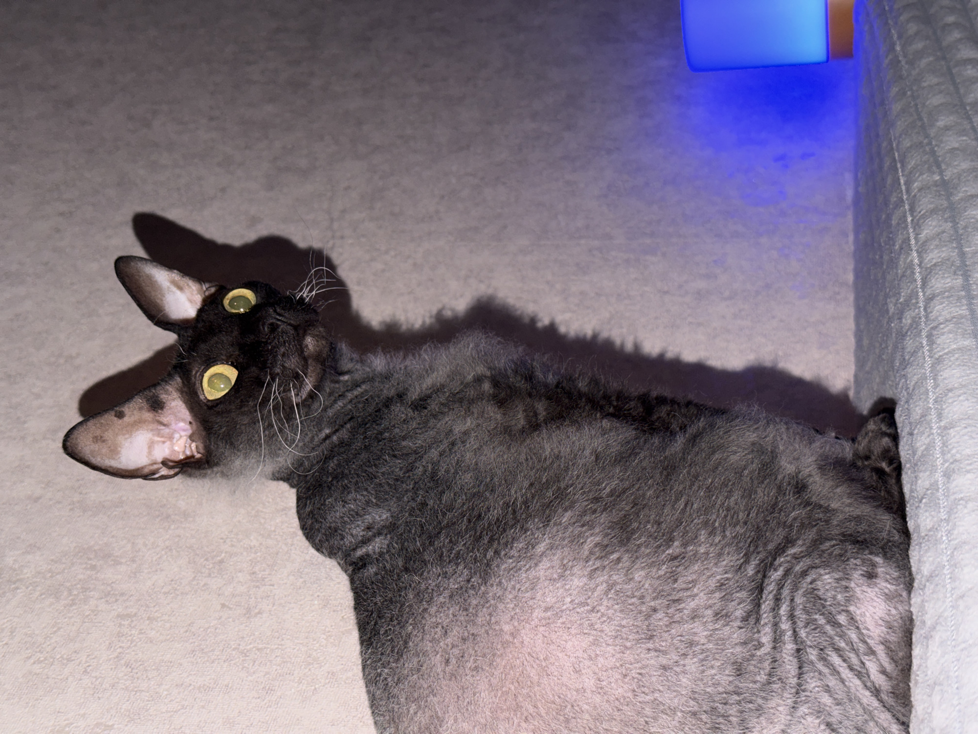 An indoor setting in Unknown, Unknown shows a dark grey, partially hairless cat seated on a white, textured surface, likely a blanket or duvet. The cat faces right, with its head turned to look towards the right edge of the frame. It features large, pointed ears and prominent, circular yellow eyes. Its fur is short and wavy, with lighter pink skin visible on portions of its body. A strong light source casts a sharp, elongated shadow of the cat onto the light-colored, textured wall behind it. To the lower right of the frame, a small, cylindrical object with a wooden base and a frosted blue top emits a distinct blue light, illuminating the surrounding wall area. The cat's posture suggests focused observation of an unseen subject off-frame to its right.