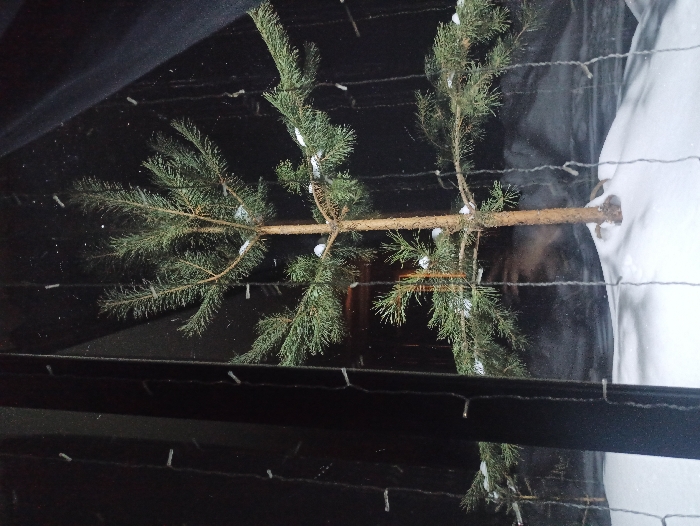 The image depicts an outdoor winter scene at night, observed through a reflective glass barrier, located in Nizhneye Zadolgoye, Russia. A slender pine tree, approximately 1.5 to 2 meters in height, stands centered in a pristine, undisturbed layer of white snow. Its green needles are lightly dusted with snow patches on several branches. Vertical strands of unlit decorative lights are suspended in the immediate foreground, positioned between the viewer and the tree. A prominent dark vertical structural element is visible on the far left. A faint, semi-transparent reflection of a human face or upper torso is visible on the glass surface, superimposed over the lower portion of the tree and the snow-covered ground. The background is predominantly dark and indistinct.