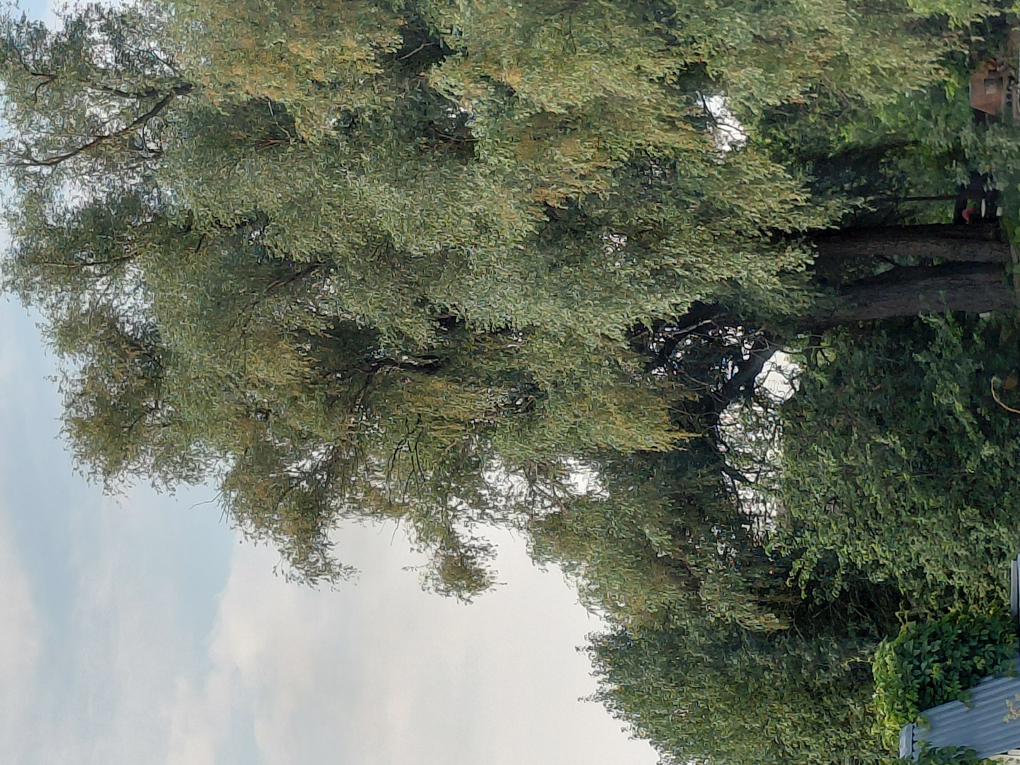 The image shows a close-up view of a large willow tree with a dense canopy of green and yellowish-green leaves, set against a pale blue sky with scattered white clouds. The branches of the tree are thick and dark, with some of them drooping downwards. In the lower left corner, part of a corrugated metal roof and green vines are visible, suggesting an outdoor setting, possibly a yard or garden. The overall scene appears to be a natural environment within a city, likely a park or residential area. There are no people or animals visible in the image. The lighting suggests it is daytime, possibly late afternoon, given the softness of the light. The image does not provide specific details that would allow for pinpointing a precise location within Novosibirsk, Russia, beyond it being an outdoor, possibly semi-urban or rural-adjacent, setting with established vegetation.