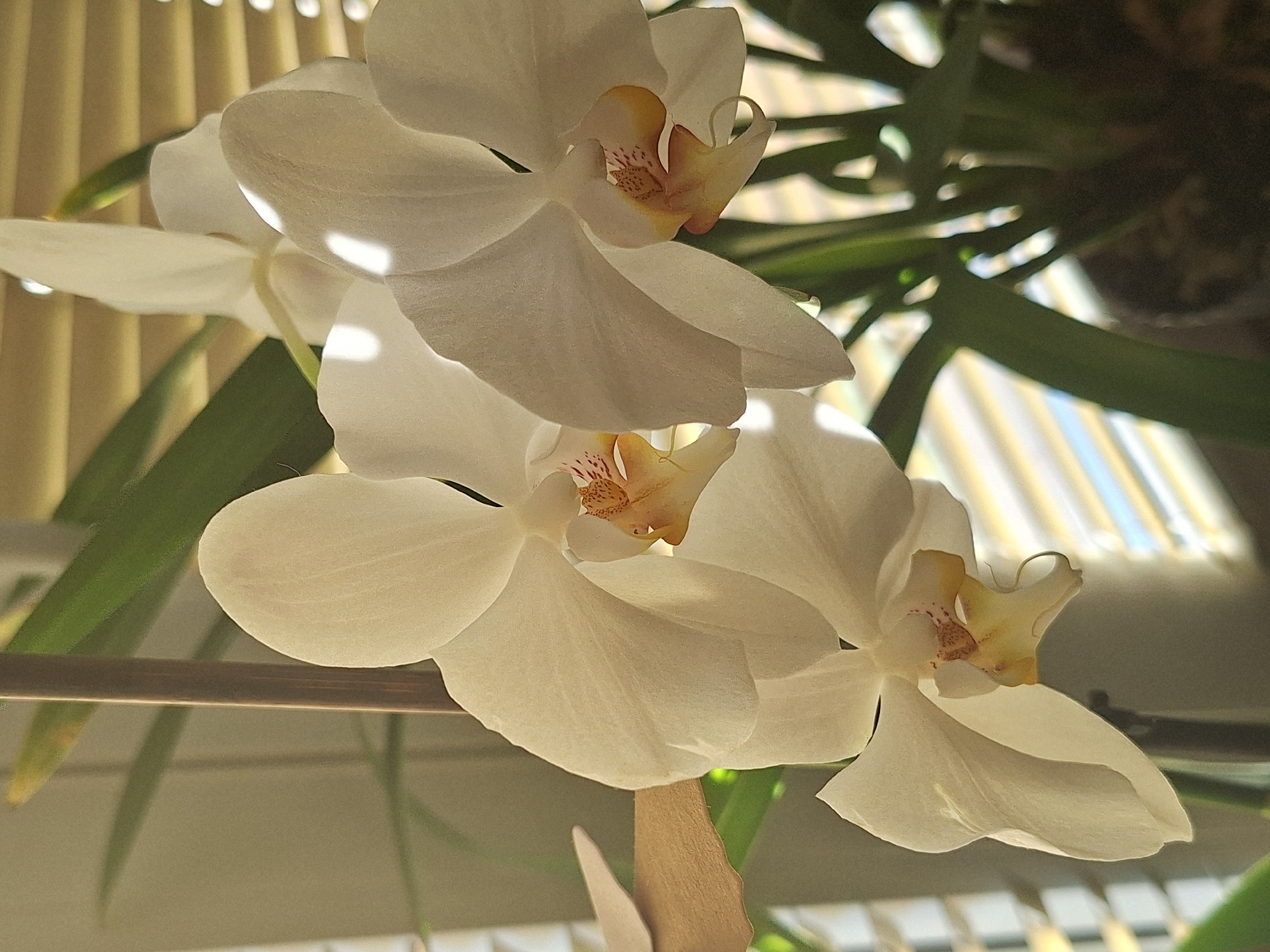 The image is a close-up, eye-level photograph of white moth orchids in bloom, likely indoors. The orchids are the primary subject, with several large, delicate white petals catching the light. The center of each flower has a yellow and reddish-orange stigma and anthers. The flowers are supported by a thin, brown stake, and green orchid leaves are visible in the background, along with out-of-focus Venetian blinds allowing light to filter through. The overall lighting suggests it might be daytime, with sunlight casting highlights and shadows on the petals. There is no indication of the city of Nový Jičín, Czechia, within the image itself.