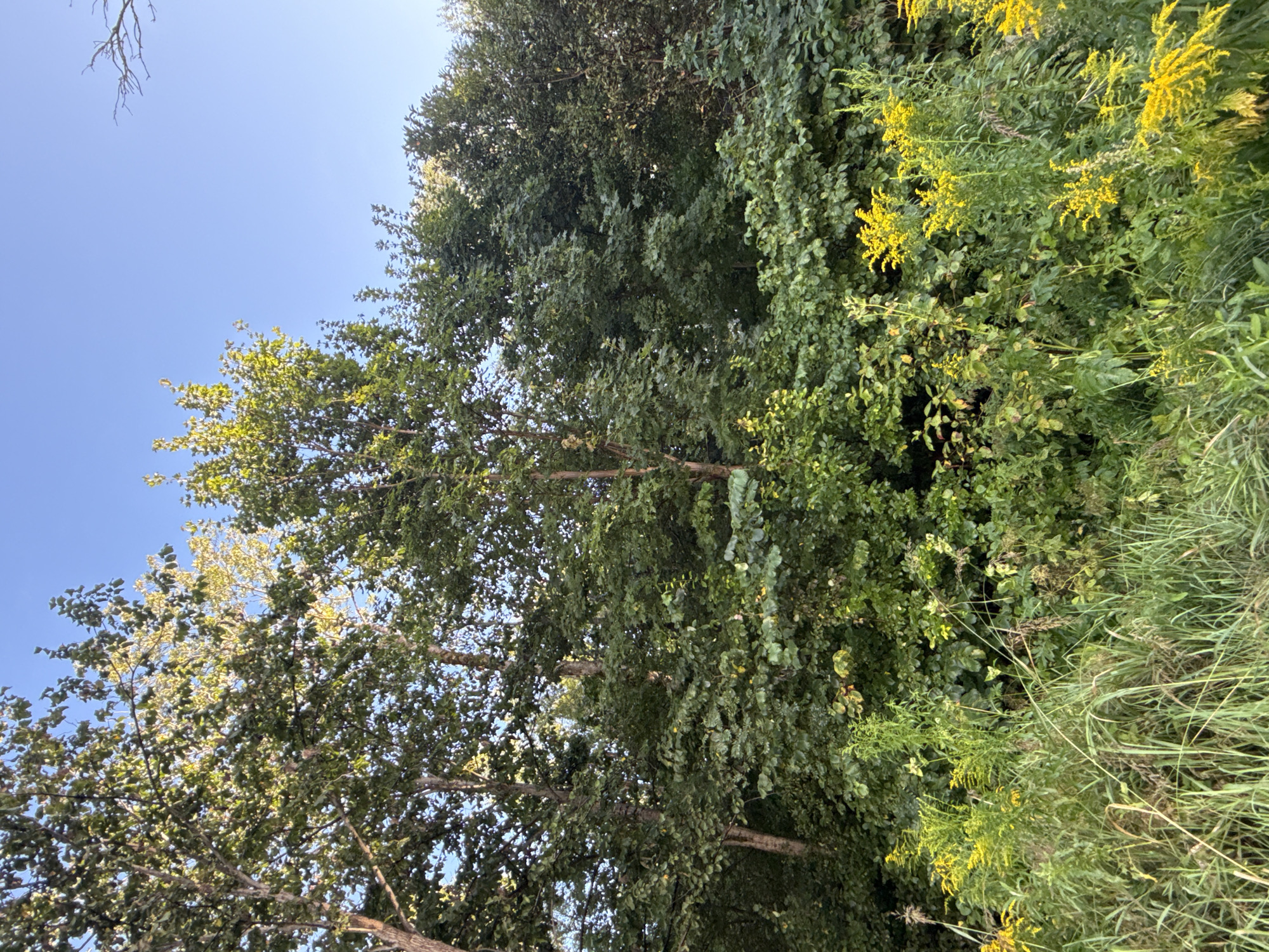 The image depicts a dense forest edge with a clear blue sky overhead. The foreground is filled with tall green grass and vibrant yellow wildflowers, likely goldenrod. Behind the wildflowers, a thick wall of lush green foliage and trees dominates the midground and background. Several tree trunks are visible, with one on the left showing light brown bark and numerous branches reaching upwards. The leaves of the trees are predominantly green, with some areas catching the sunlight and appearing lighter. The overall impression is of a natural, uncultivated area. There are no people or signs of human activity. This scene could be found in a natural area or park within the city of Tallinn, Estonia, such as along the coast or in the outskirts of a forested district.