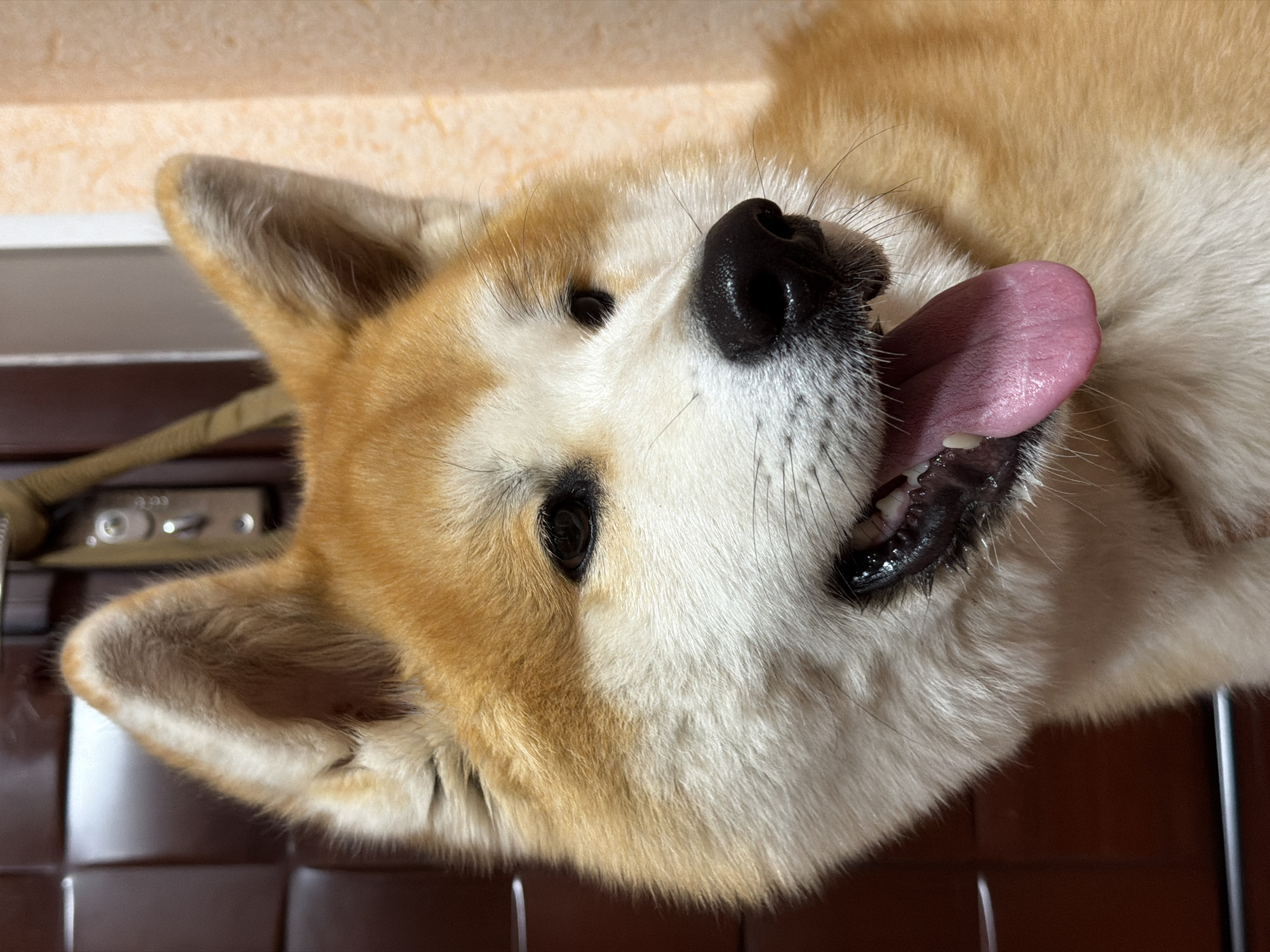 An Akita dog is lying on its back with its tongue hanging out. The dog's fur is a mix of tan and white. Its nose is black and shiny. The dog's eyes are dark and appear to be looking upward. The background is blurry, but it appears to be indoors. The lighting suggests it is daytime. The dog's expression could be interpreted as happy or panting. A dark brown tiled surface is visible beneath the dog. A silver object with a dial is also visible in the upper left corner. The scene is cropped close to the dog's face.