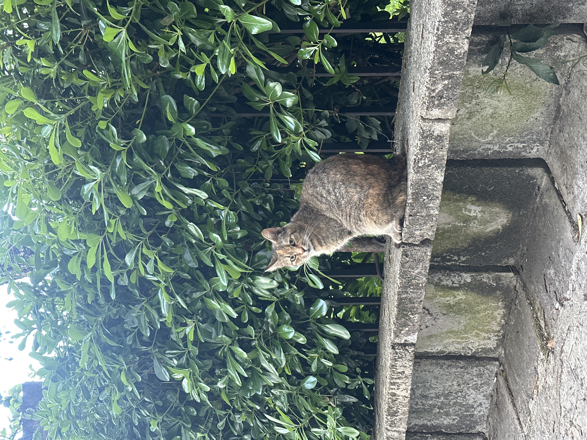 The image, taken in Budva, Montenegro, features a domestic short-haired cat perched on a weathered concrete structure, possibly a wall or ledge. The cat, a brown tabby with dark stripes and patterns, is positioned on the right side of the frame, looking intently downwards and to the left. Its head is slightly tilted, and its eyes appear alert and curious.
To the left and behind the cat, a dense mass of lush green foliage forms a vibrant backdrop, likely a hedge or bush with small, oval-shaped leaves. Through the gaps in the greenery, a dark, possibly metallic, fence or railing can be discerned. The concrete surface beneath the cat is textured and shows signs of age, with some areas appearing discolored or covered in light moss. The overall lighting suggests it is daytime, with bright conditions illuminating the leaves. No text is visible in the image.