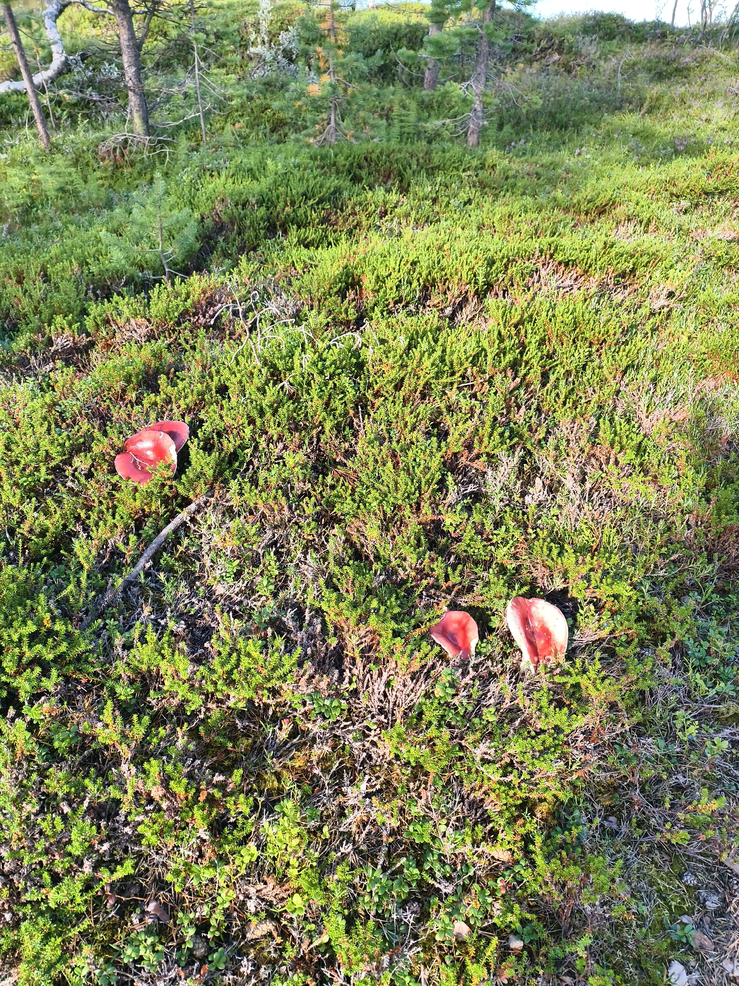 The image displays a natural, outdoor scene in Nyby, Norway, characterized by dense, low-lying green vegetation interspersed with small pine trees and fallen branches. The ground is covered in a carpet of moss and small shrubs, typical of a forest floor. In the foreground, four distinct red mushrooms are visible. Two mushrooms are grouped together on the left side of the frame, appearing slightly larger and with more open caps. To the right and further down, two more red mushrooms are present, one appearing more intact than the other, which seems to have been damaged. The lighting suggests it is daytime, with sunlight illuminating the scene from the right, casting subtle shadows. The overall impression is one of a secluded, natural habitat.